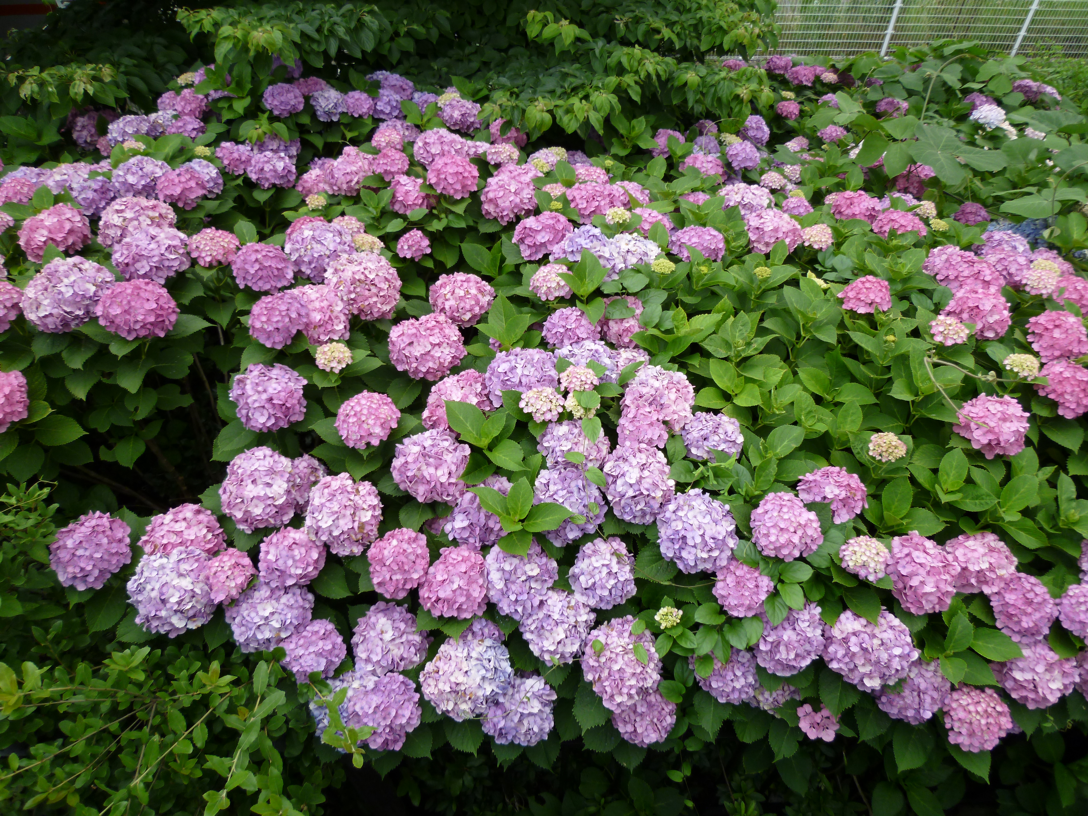 <b>ナチュラル</b>