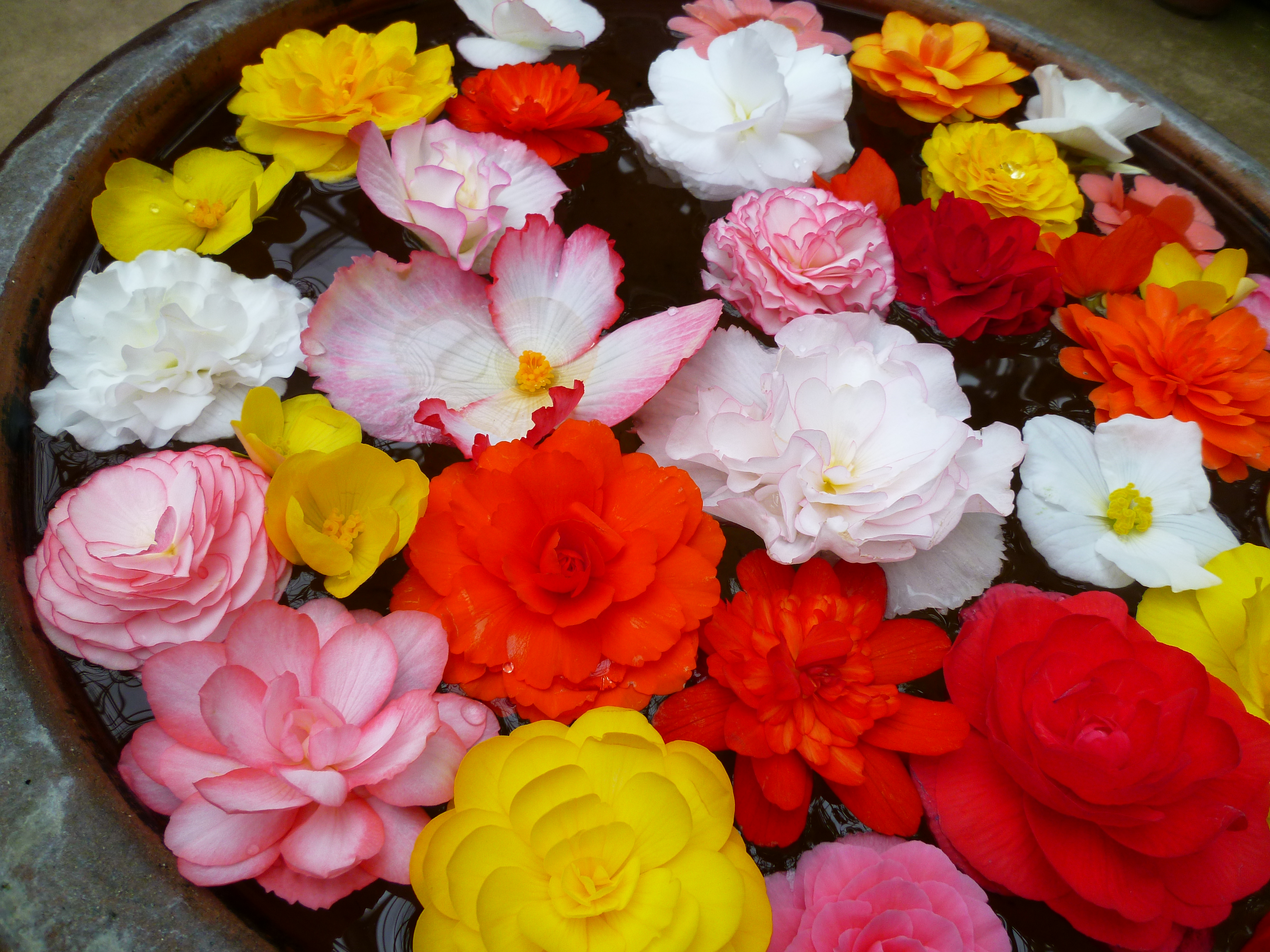 <b>ハッピーカラー<br>DMC-FX70 / 約5.6MB / 4,320×3,240 / 1/200秒 / F3.2 / 0EV / ISO80 / WB:オート / 4.3mm</b>