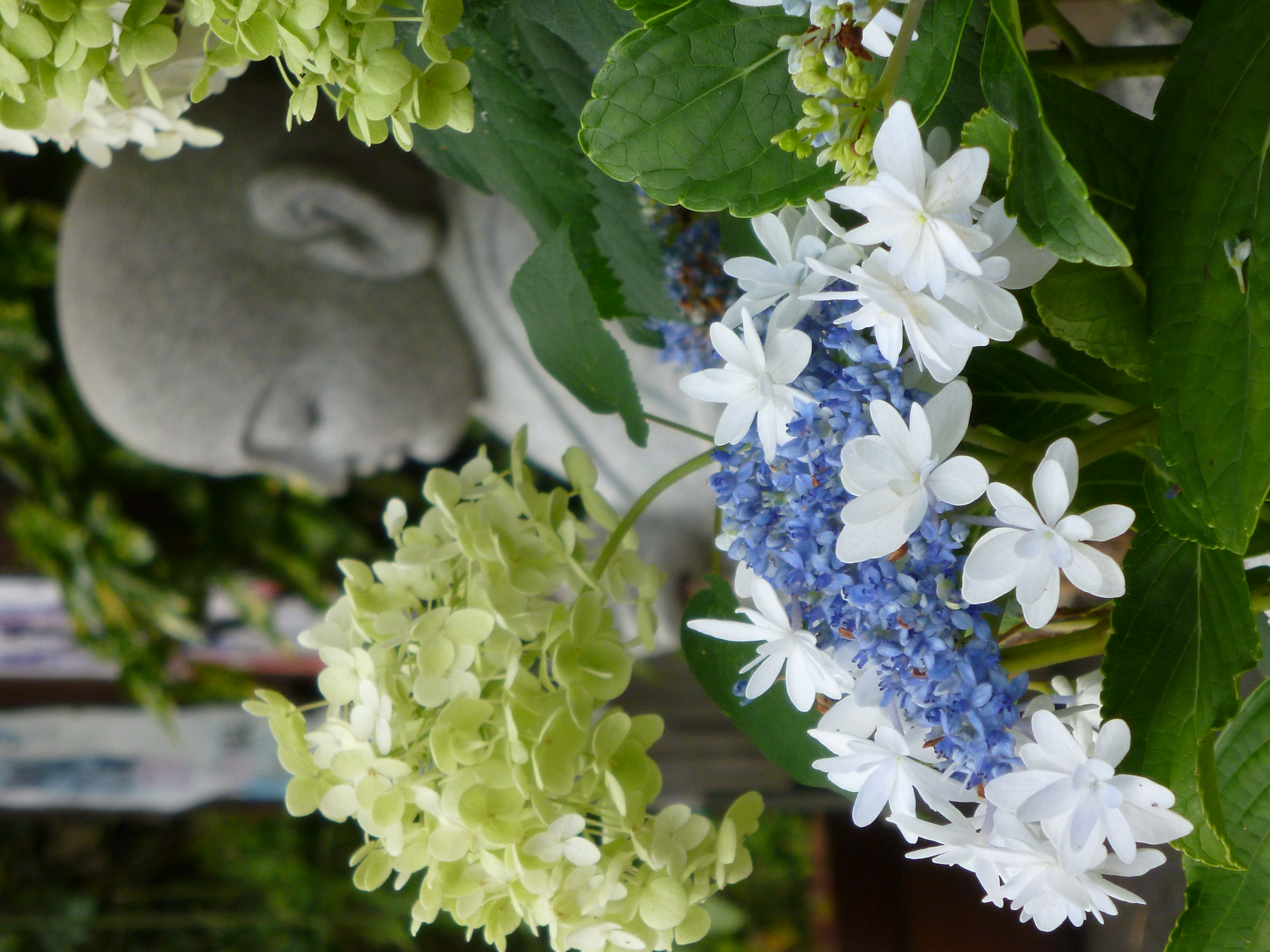 <b>DMC-FX70 / 約5.6MB / 3,240×4,320 / 1/125秒 / F5.9 / 0EV / ISO160 / WB:オート / 21.5mm</b>