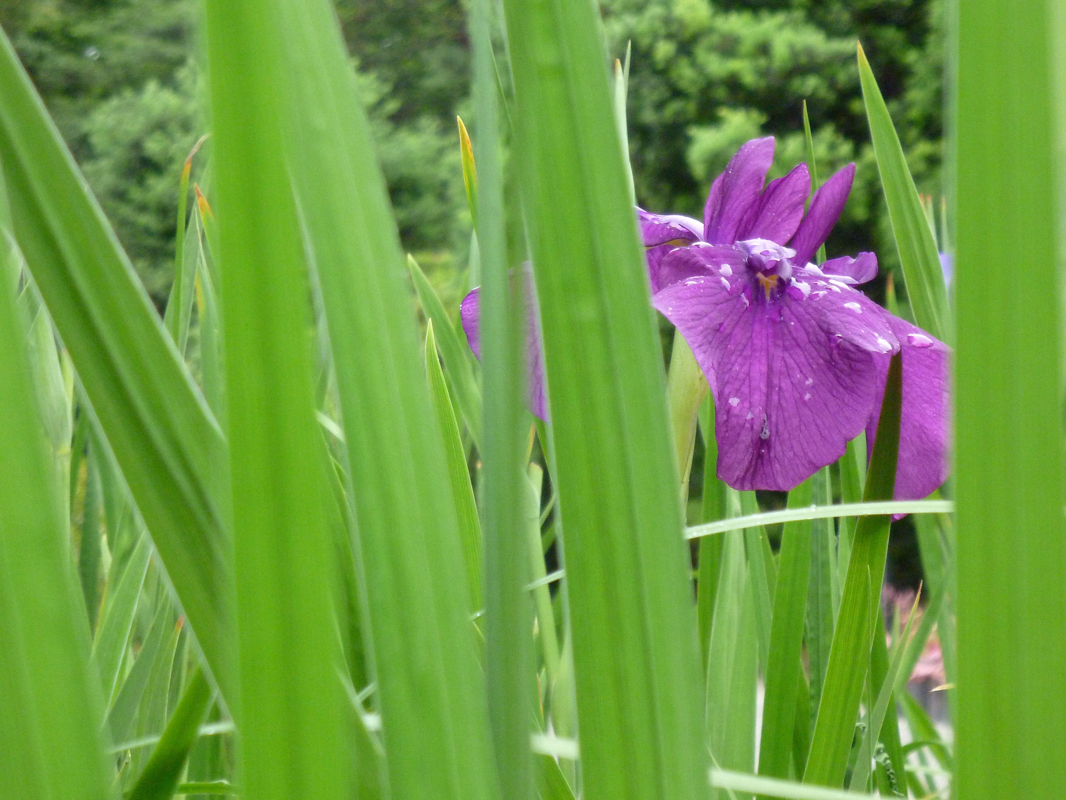 <b>DMC-FX70 / 約5.6MB / 4,320×3,240 / 1/125秒 / F5.9 / 0EV / ISO320 / WB:オート / 21.5mm</b>