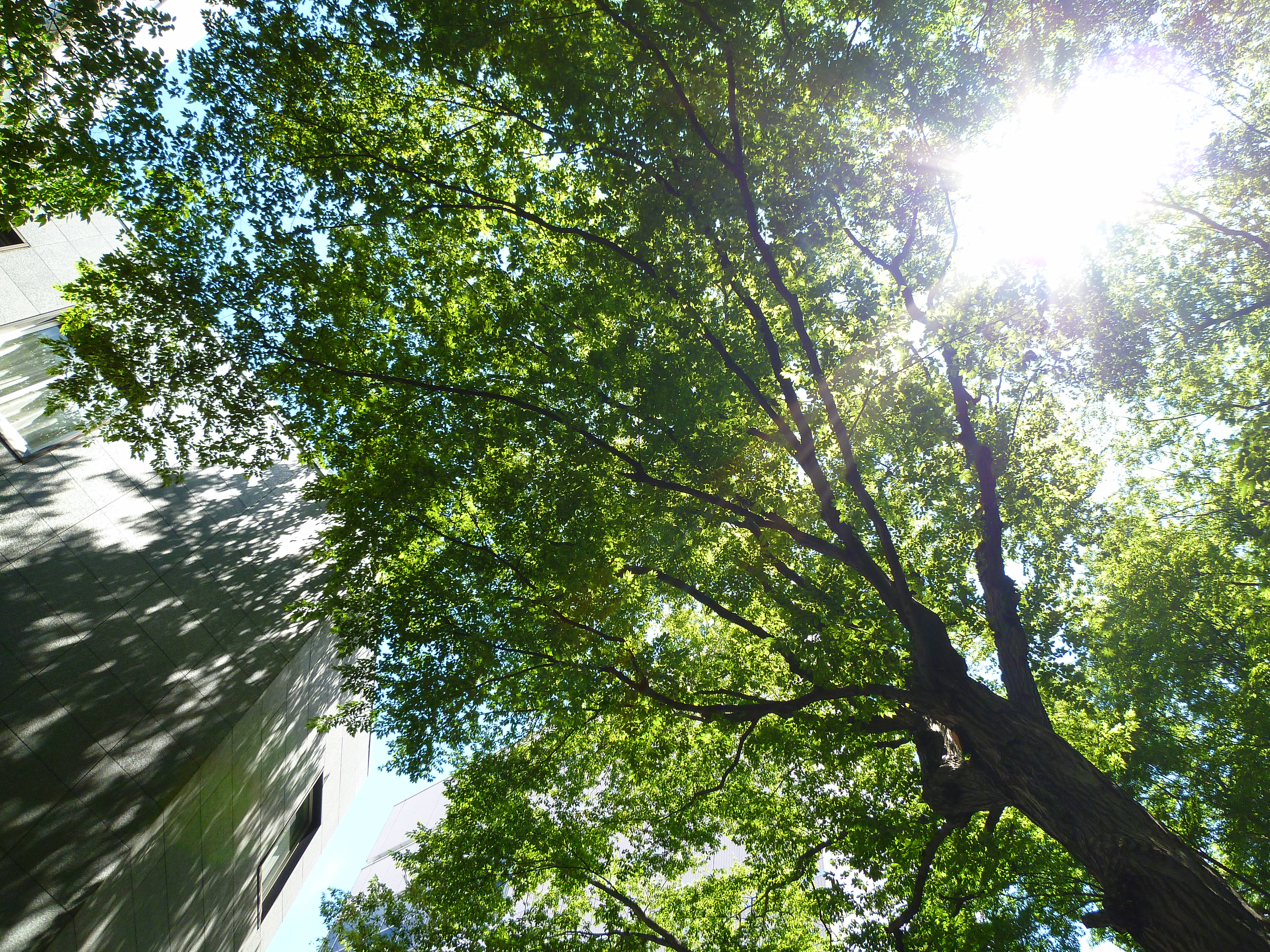 <b>DMC-FX70 / 約5.0MB / 4,320×3,240 / 1/200秒 / F2.8 / +0.3EV / ISO80 / WB:オート / 4.3mm</b>