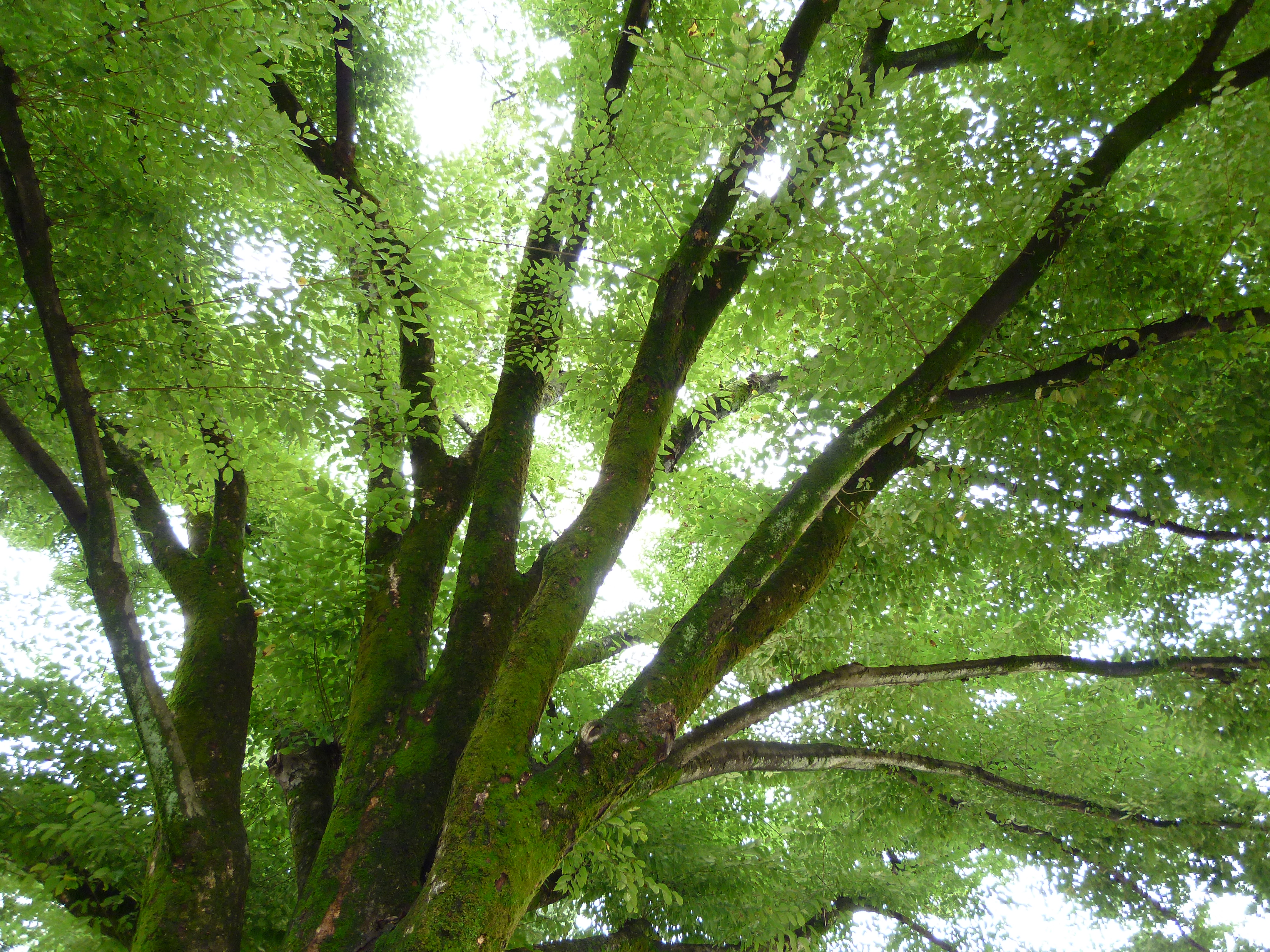 <b>DMC-FX70 / 約5.6MB / 4,320×3,240 / 1/60秒 / F2.2 / +0.7EV / ISO100 / WB:オート / 4.3mm</b>