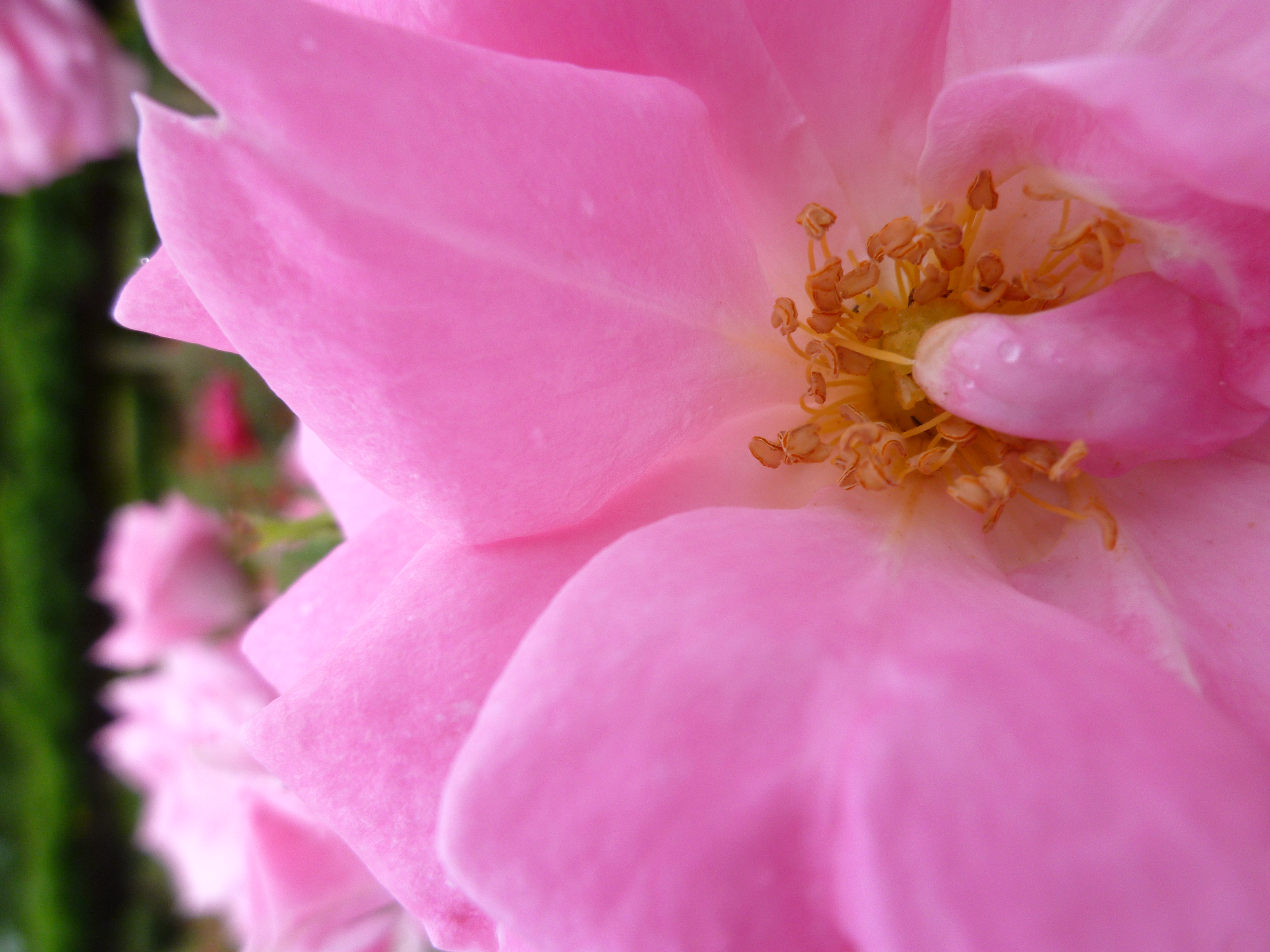 <b>DMC-FX70 / 約5.0MB / 3,240×4,320 / 1/320秒 / F4 / 0EV / ISO80 / WB:オート / 4.3mm</b>