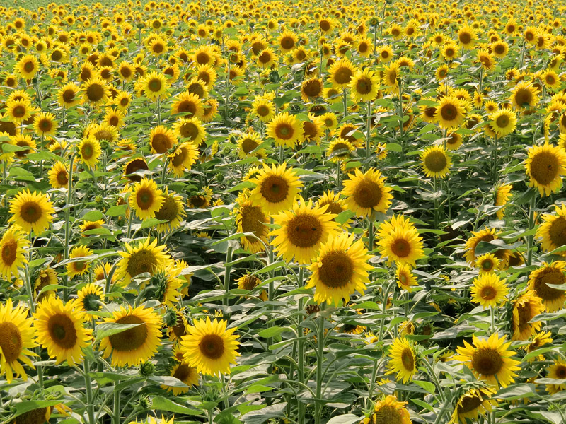 <b>昨年別の機種で撮った花ひろばのひまわり</b>