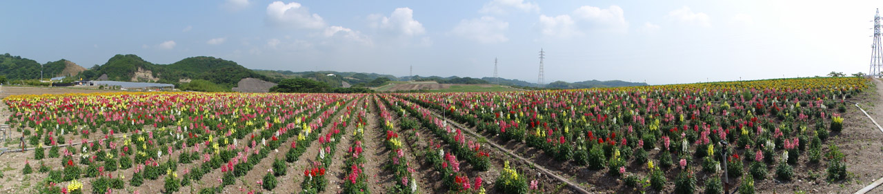 <b>普通に撮ると180度の範囲が写るので左右に通路が写ってしまう（Photoshop CS2でリサイズ）</b>