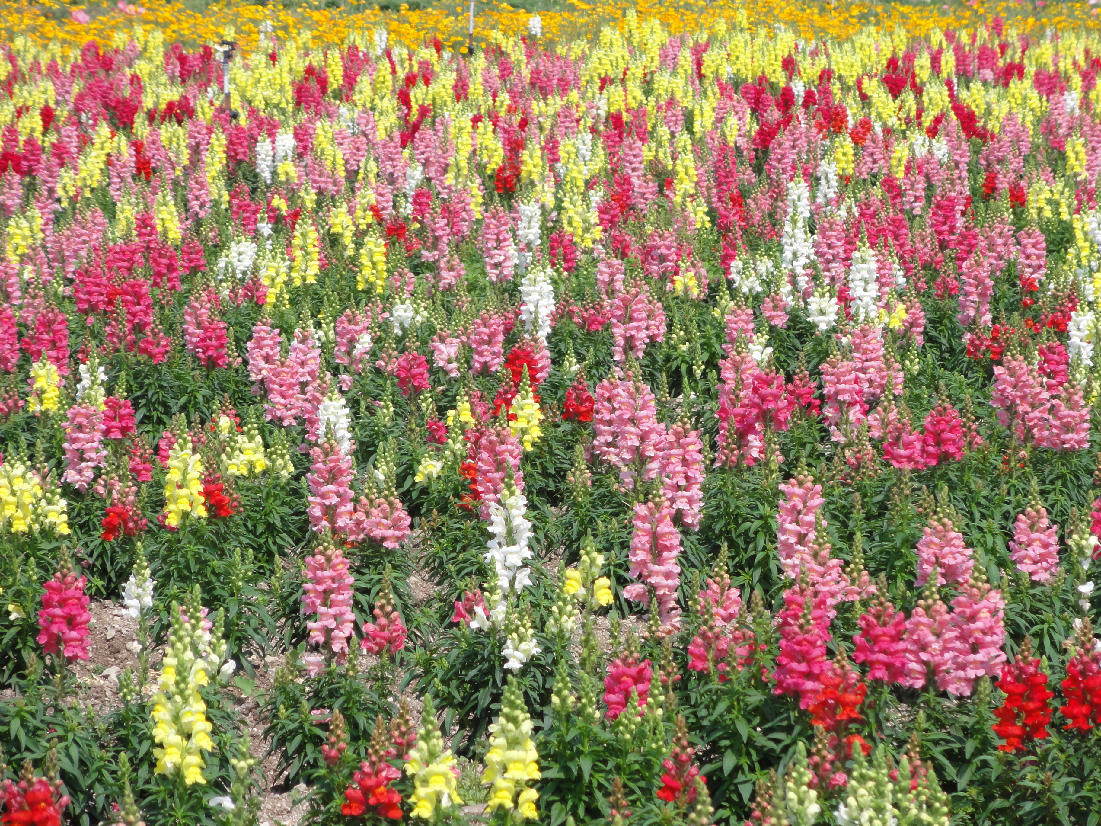 <b>細かな花の描写はやや苦手<br>DSC-HX5V / 約4.3MB / 3,648×2,736 / 1/500秒 / F5.5 / +0.3EV / ISO125 / WB:オート / 42.5mm</b>