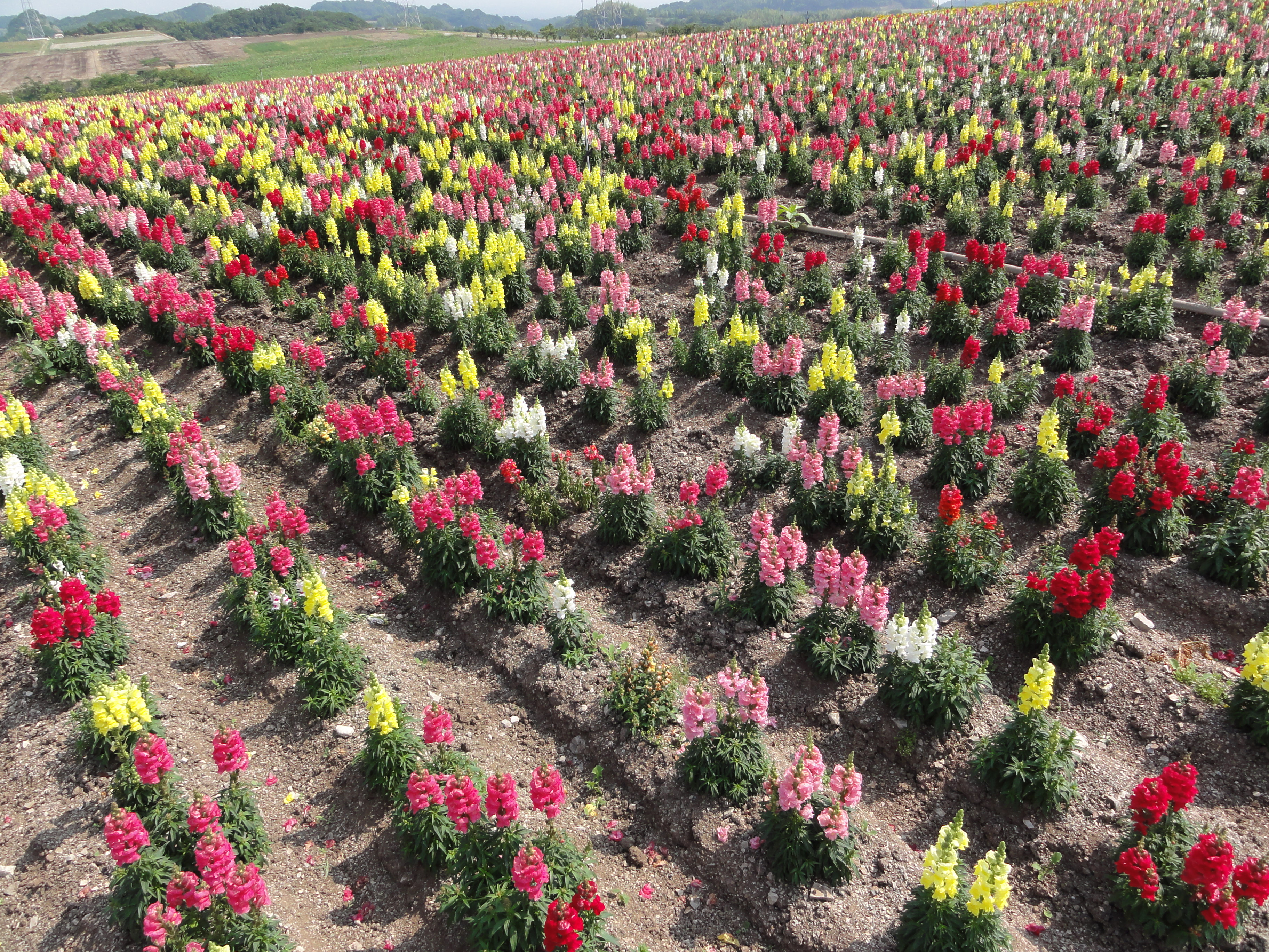 <b>遠くに芝生の様に見えるのがひまわり。今は満開になっているはず<br>DSC-HX5V / 約4.3MB / 3,648×2,736 / 1/200秒 / F8 / -0.3EV / ISO125 / WB:オート / 4.2mm</b>