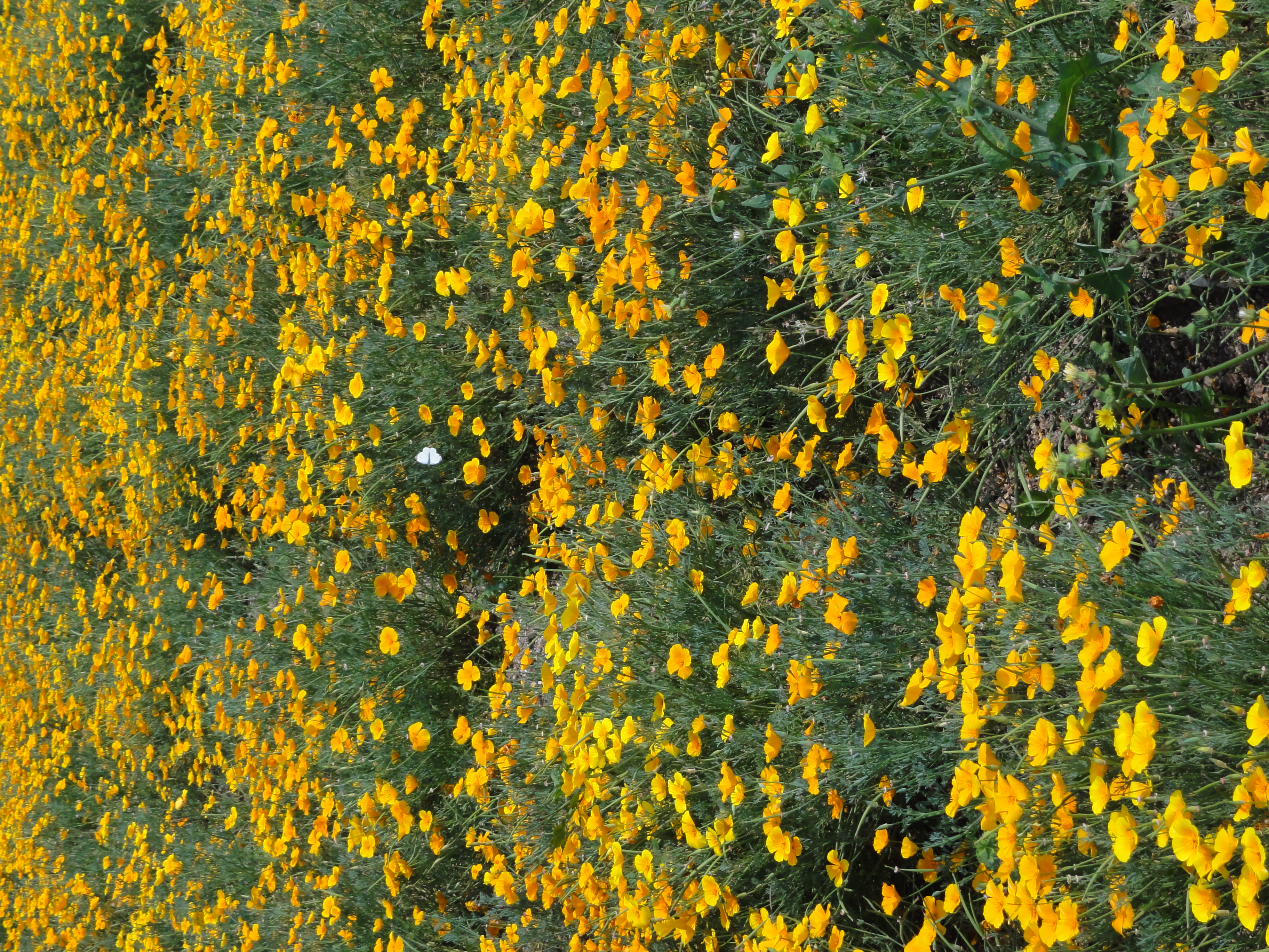 <b>DSC-HX5V / 約4.2MB / 2,736×3,648 / 1/1,000秒 / F5 / -0.3EV / ISO125 / WB:オート</b>