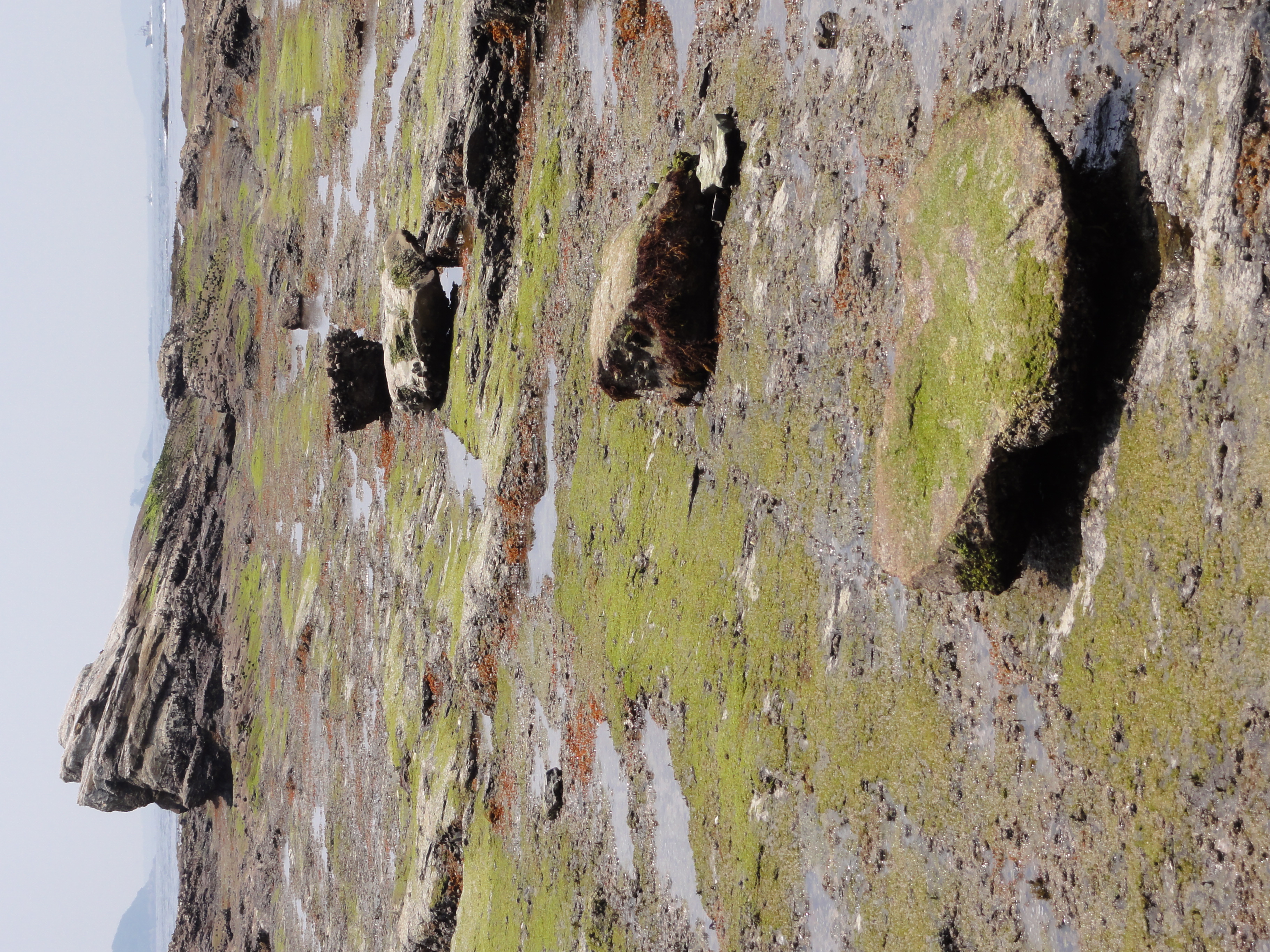 <b>DSC-HX5V / 約4.2MB / 2,736×3,648 / 1/800秒 / F5 / +0.3EV / ISO125 / WB:オート / 13.7mm</b>