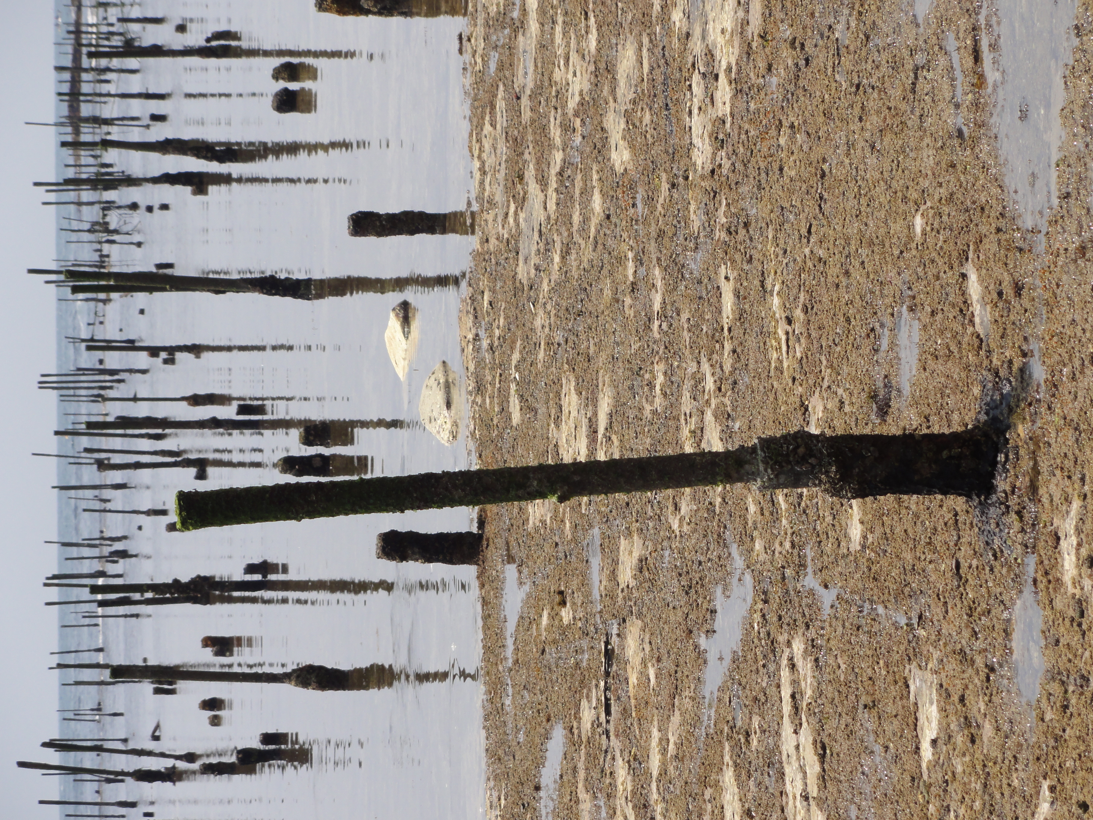 <b>杭に近付いてもう1枚<br>DSC-HX5V / 約4.3MB / 2,736×3,648 / 1/125秒 / F11 / 0EV / ISO125 / WB:オート / 27.8mm</b>