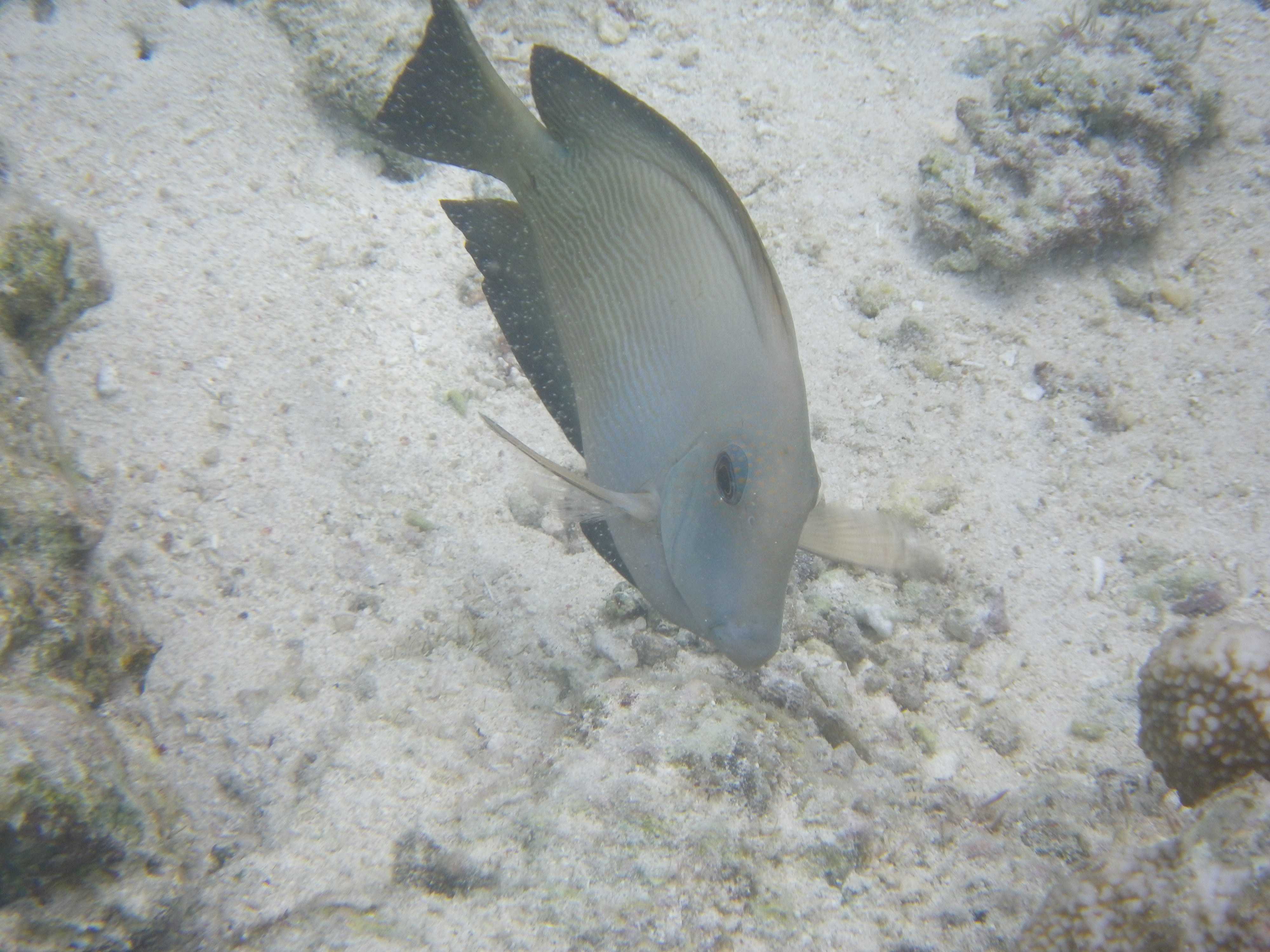 <b>Optio W90 / 約2.0MB / 4,000×3,000 / 1/250秒 / F5.5 / 0EV / ISO80 / WB:オート / 25mm（シーンモード「マーメード」）</b>