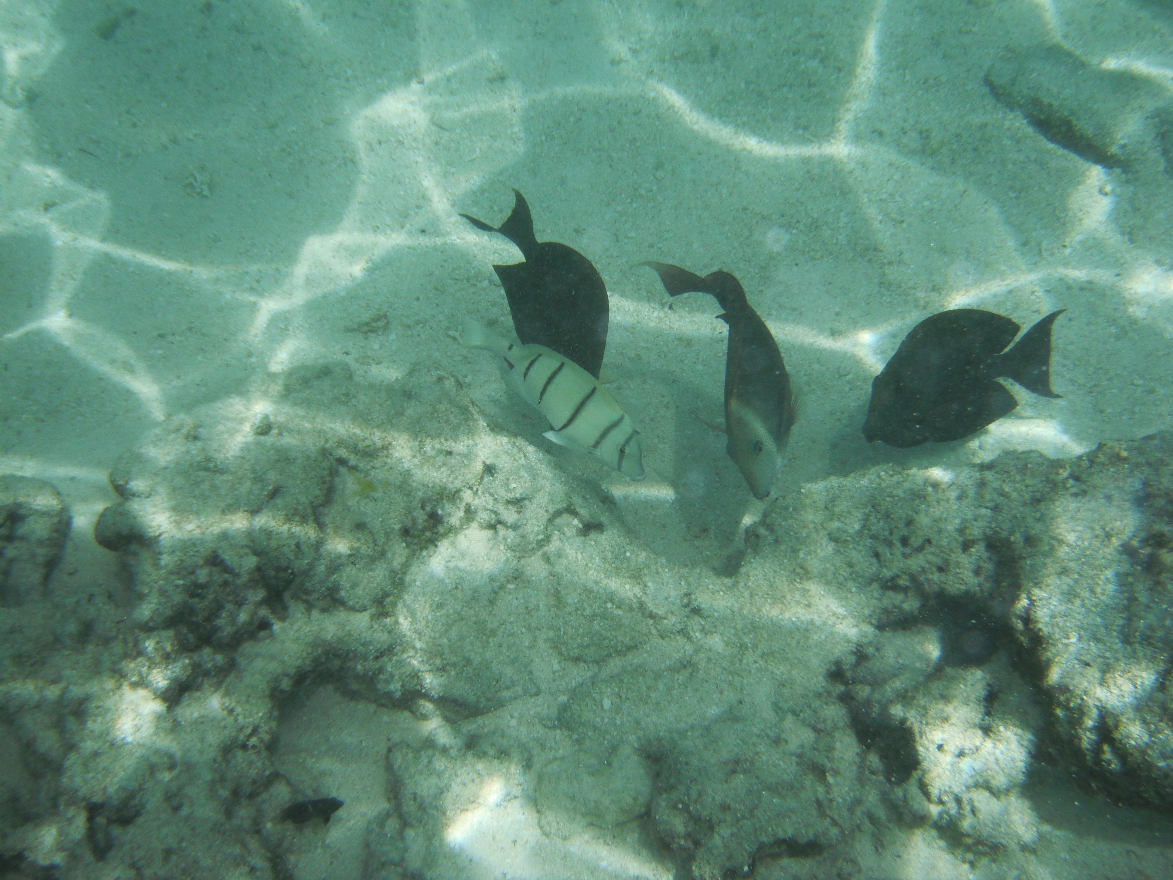 <b>FinePix XP10 / 約5.8MB / 4,000×3,000 / 1/750秒 / F6.7 / 0EV / ISO100 / WB:オート / 6.6mm（シーンモード「水中」）</b>