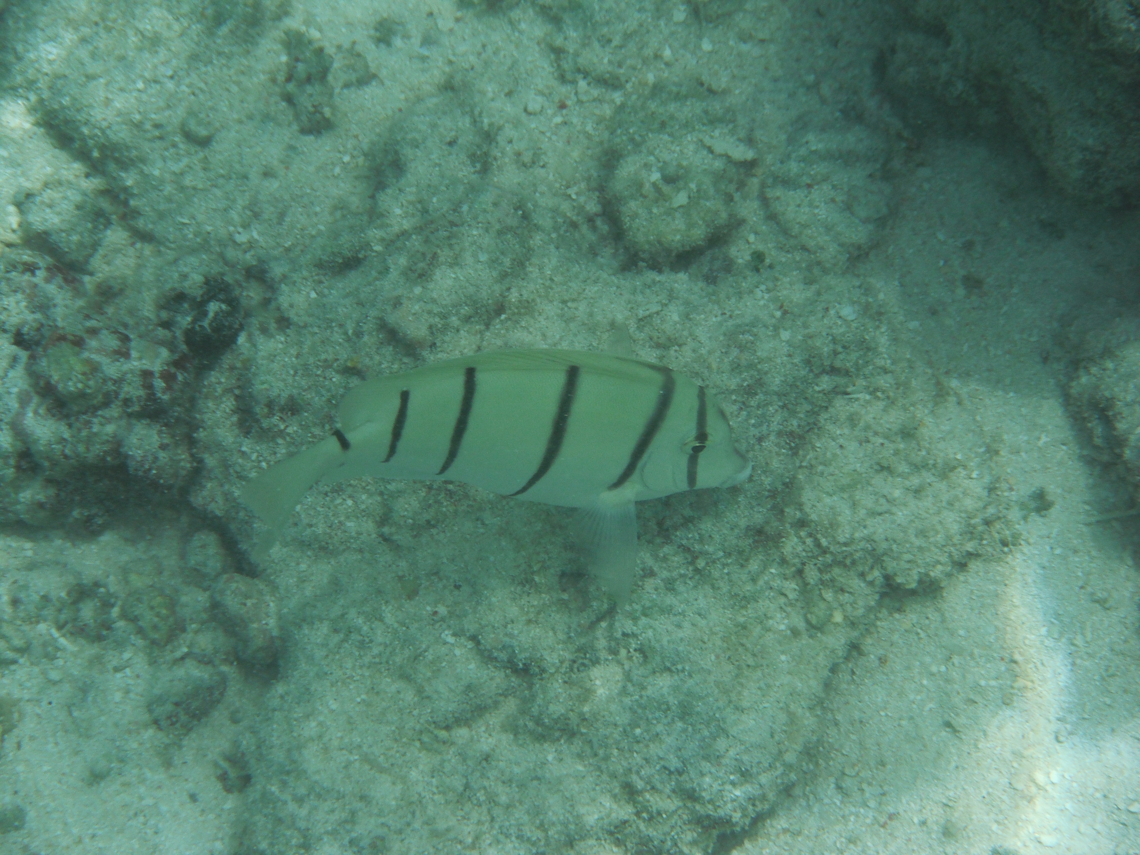 <b>FinePix XP10 / 約5.8MB / 4,000×3,000 / 1/420秒 / F8 / 0EV / ISO100 / WB:オート / 16.8mm（シーンモード「水中」）</b>