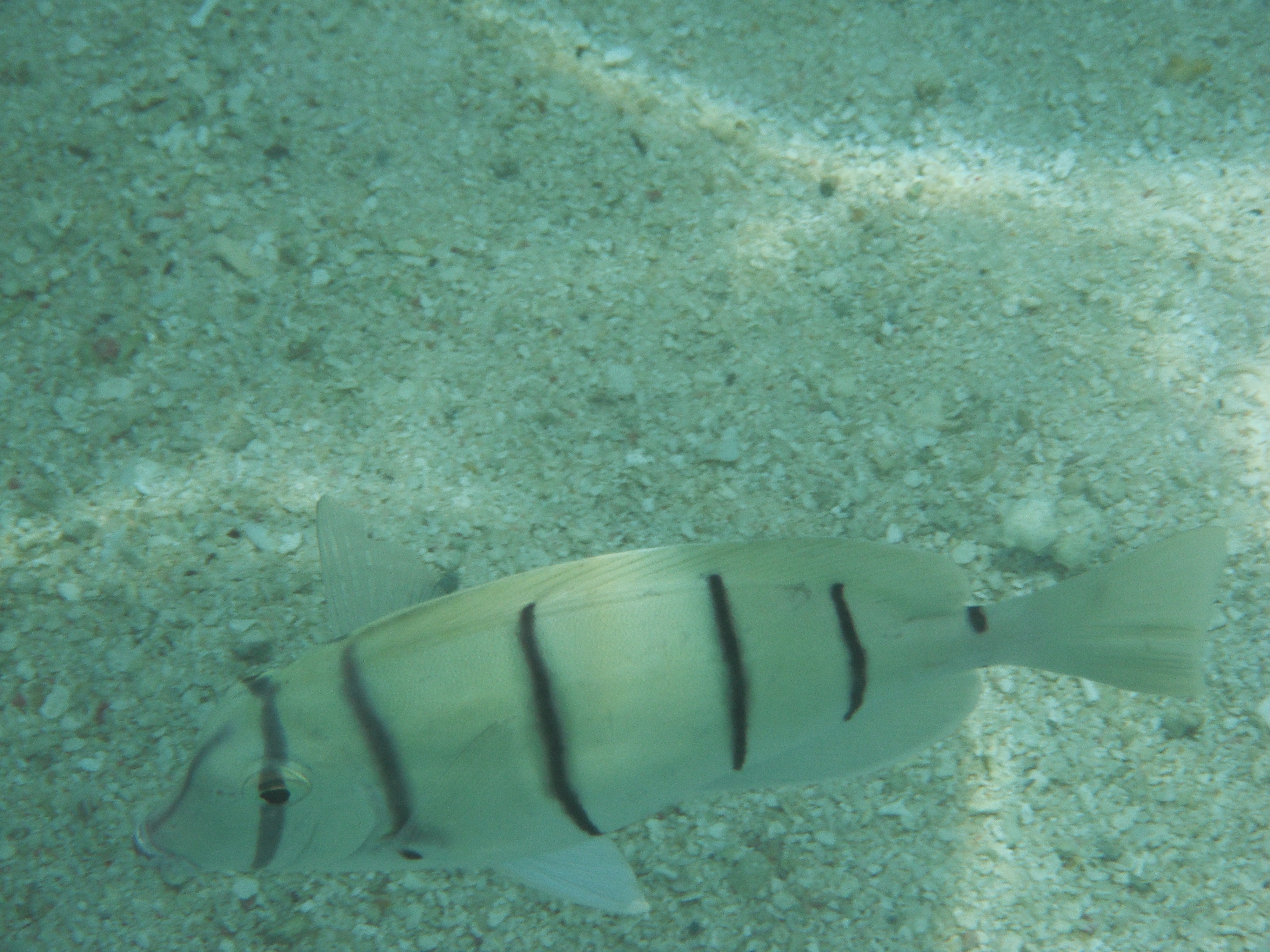 <b>FinePix XP10 / 約5.8MB / 4,000×3,000 / 1/600秒 / F8.2 / 0EV / ISO100 / WB:オート / 20.7mm（シーンモード「水中」）</b>