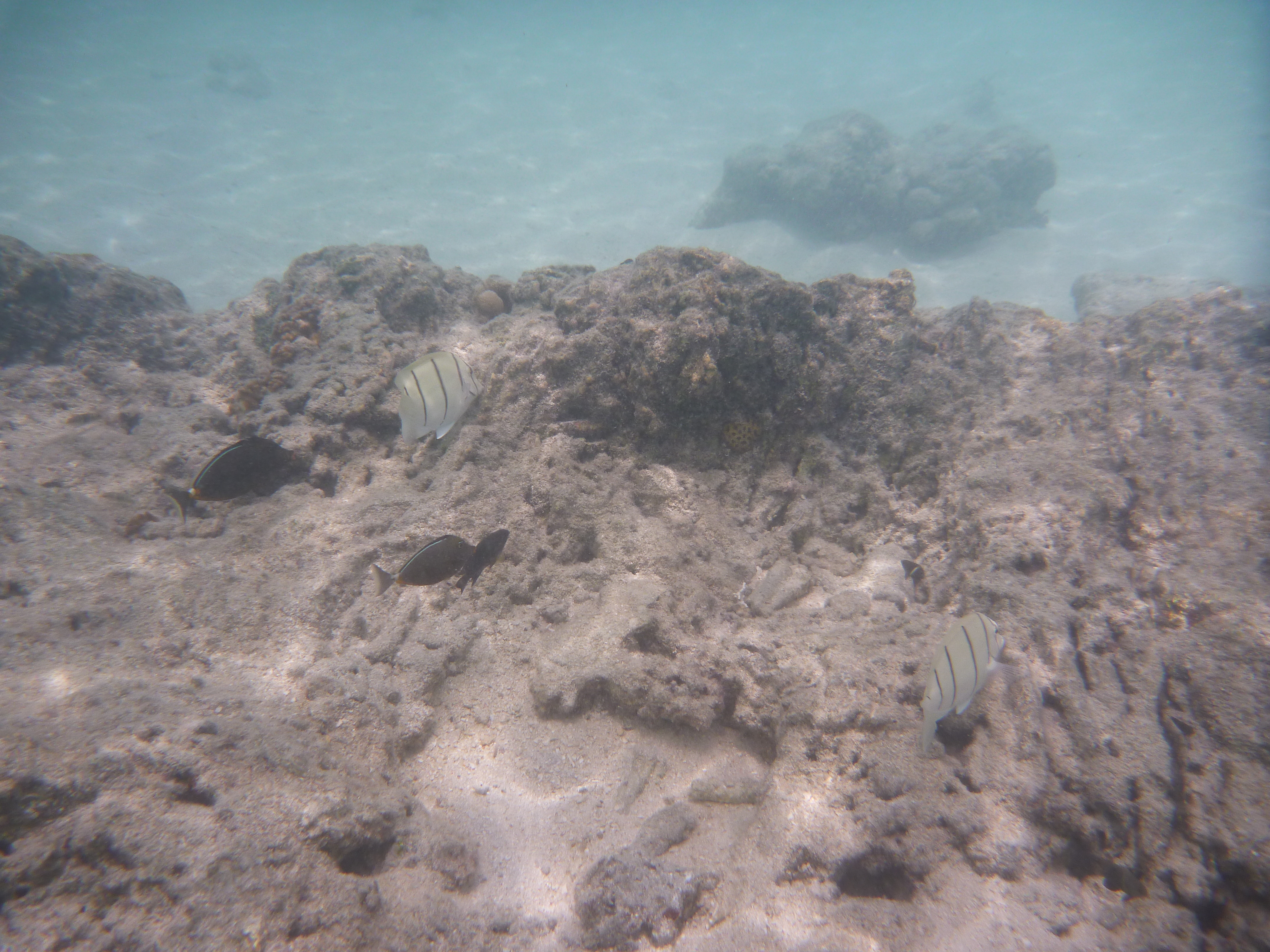 <b>DMC-FT2 / 約5.1MB / 4,320×3,240 / 1/1300秒 / F3.3 / +0.3EV / ISO80 / WB:オート / 4.9mm（シーンモード「水中」）</b>