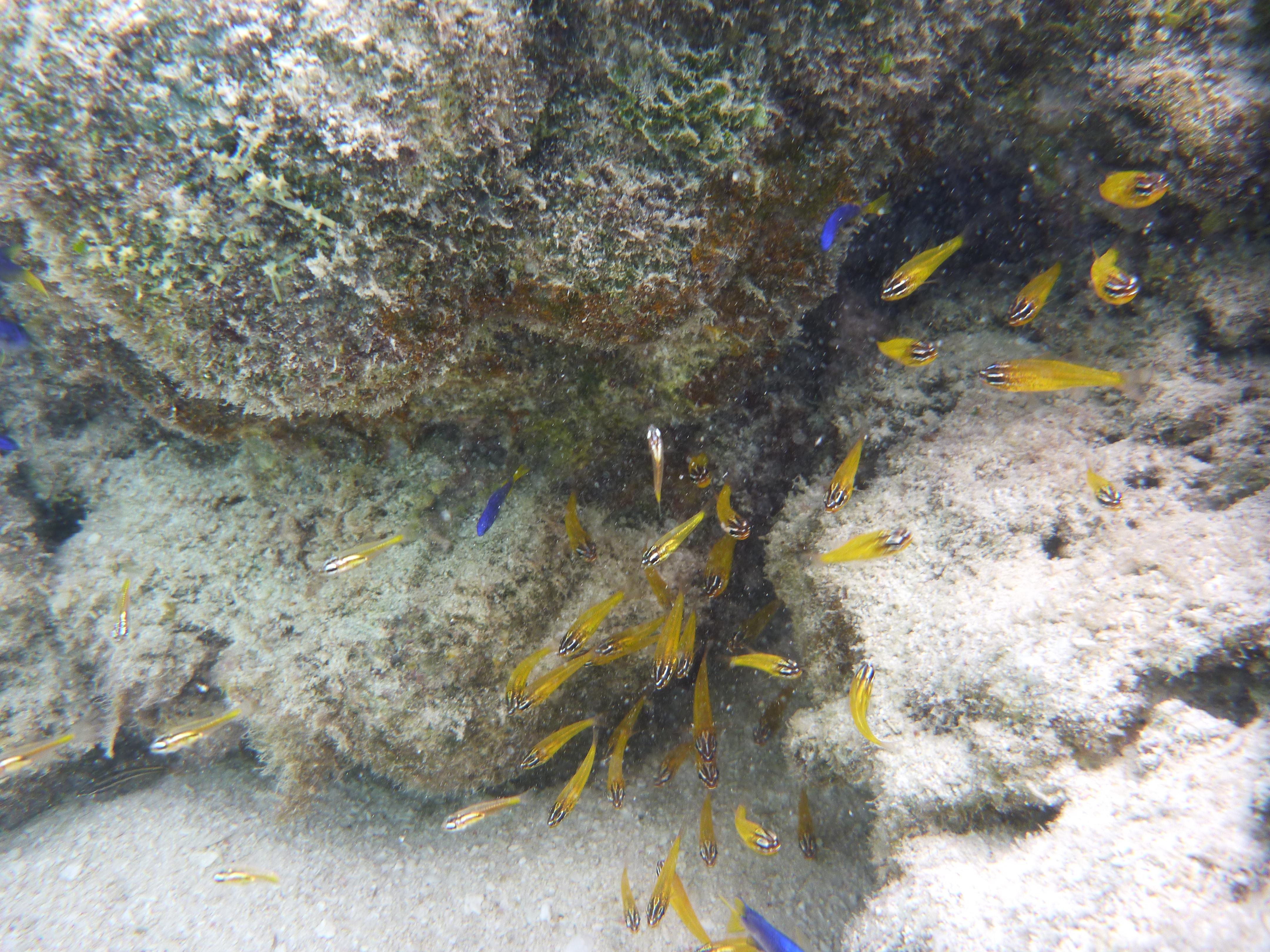 <b>DMC-FT2 / 約5.8MB / 4,320×3,240 / 1/160秒 / F3.3 / +0.3EV / ISO80 / WB:オート / 4.9mm（シーンモード「水中」）</b>