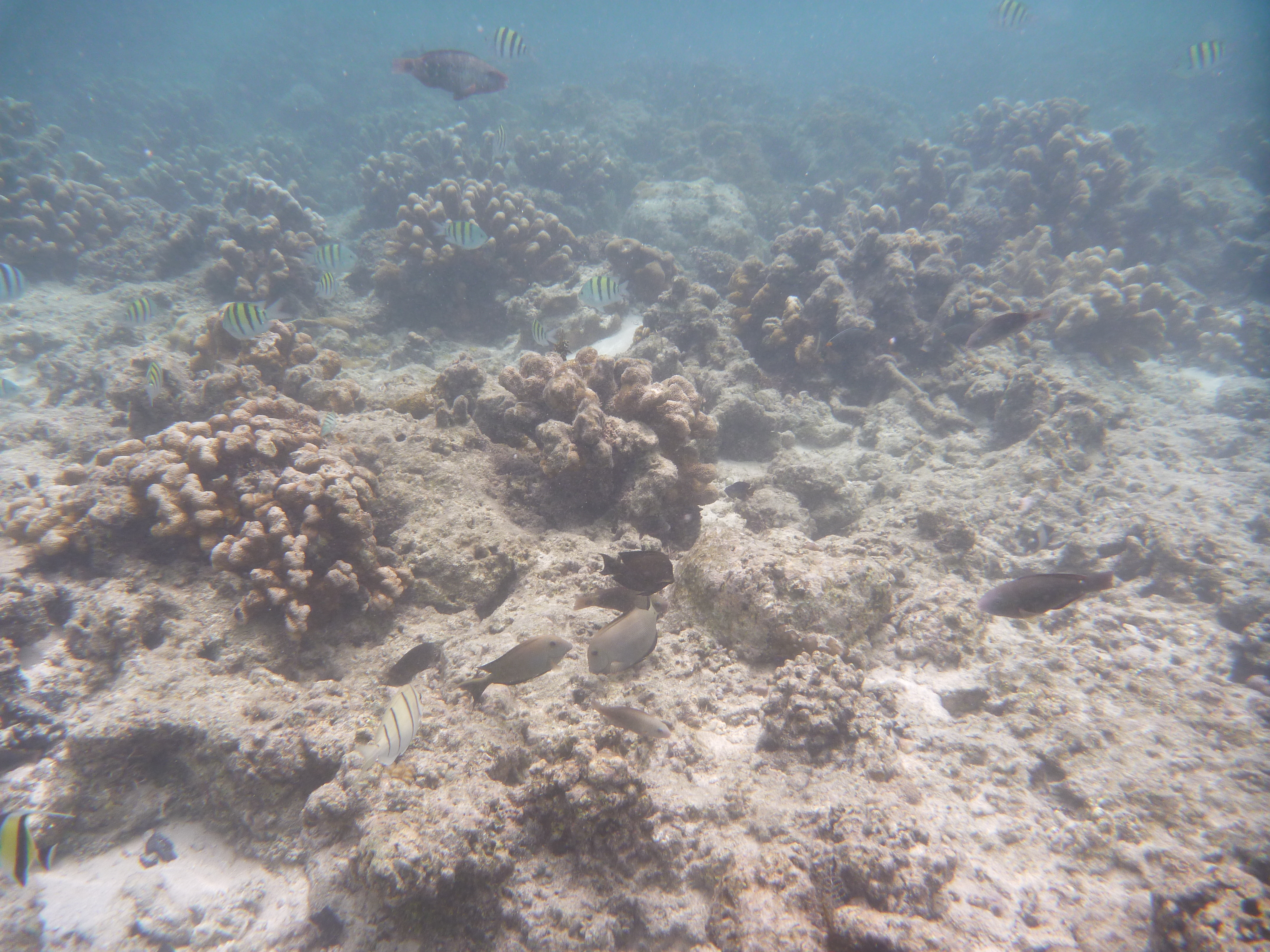 <b>DMC-FT2 / 約5.1MB / 4,320×3,240 / 1/320秒 / F3.3 / +0.3EV / ISO80 / WB:オート / 4.9mm（シーンモード「水中」）</b>