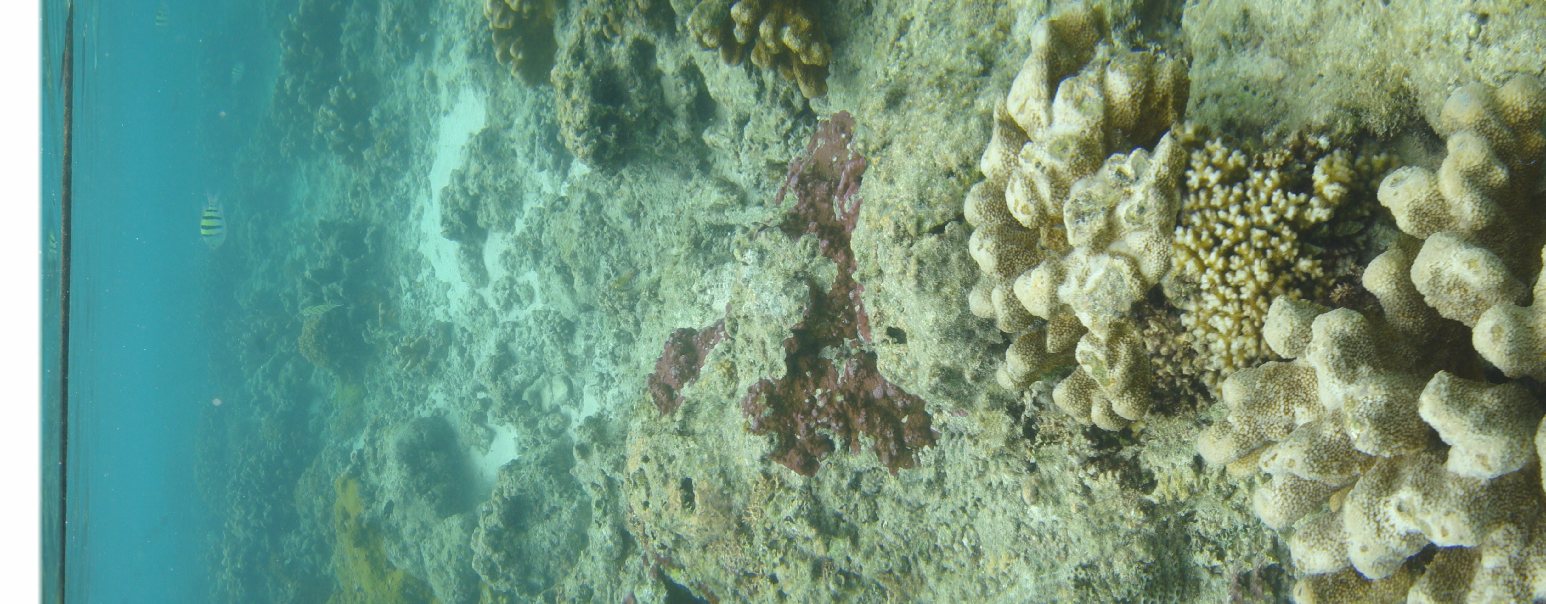 <b>DSC-TX5 / 約3.8MB / 1,920×4,912 / 1/320秒 / F4.5 / 0EV / ISO125 / WB:オート / 4.4mm（スイングパノラマ）</b>