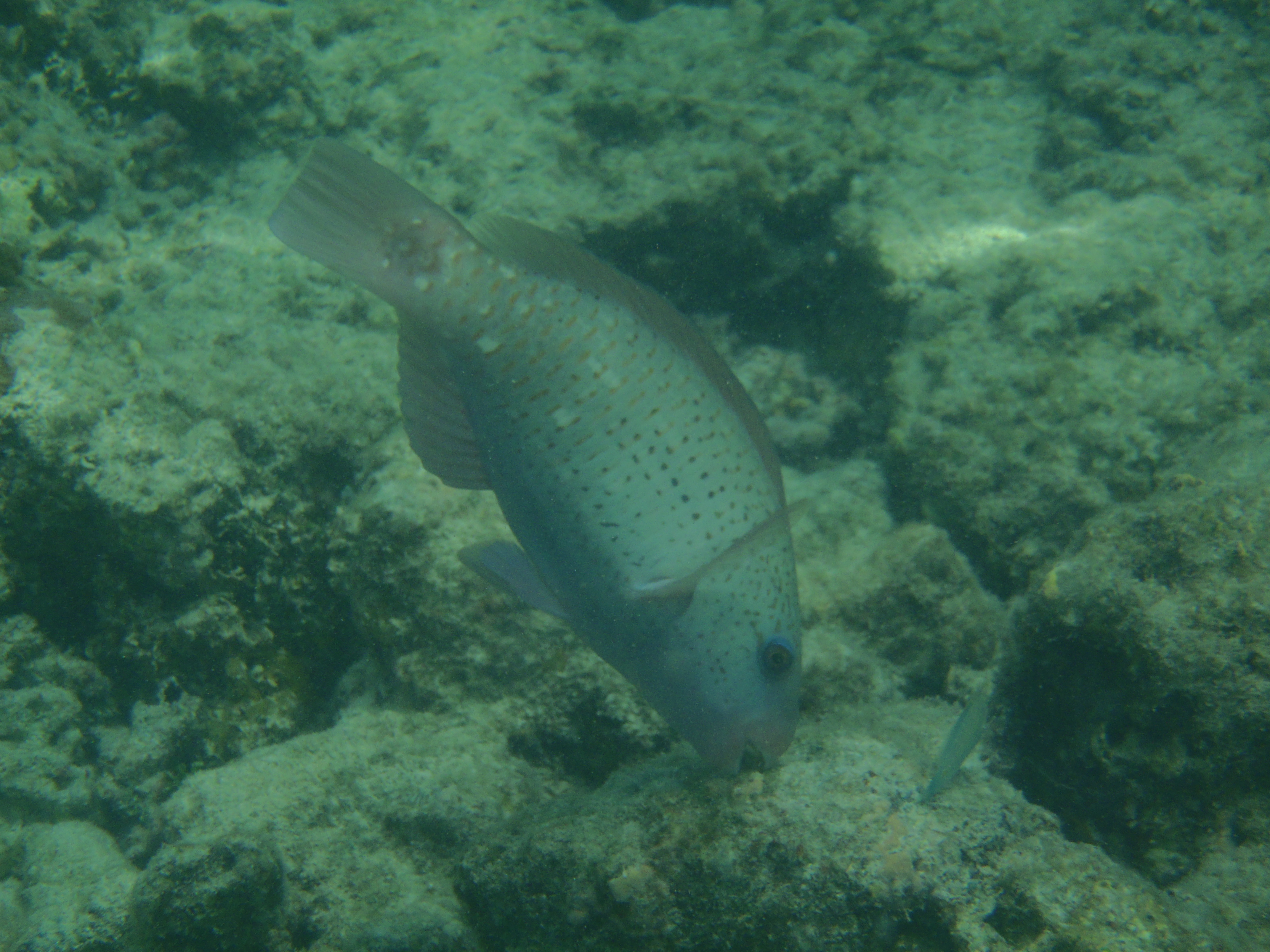 <b>μTOUGH-8010 / 約5.5MB / 4288x3216 / 1/800秒 / F4.8 / 0EV / ISO80 / WB:曇天 / 17.2mm（シーンモード「水中スナップ」）</b>