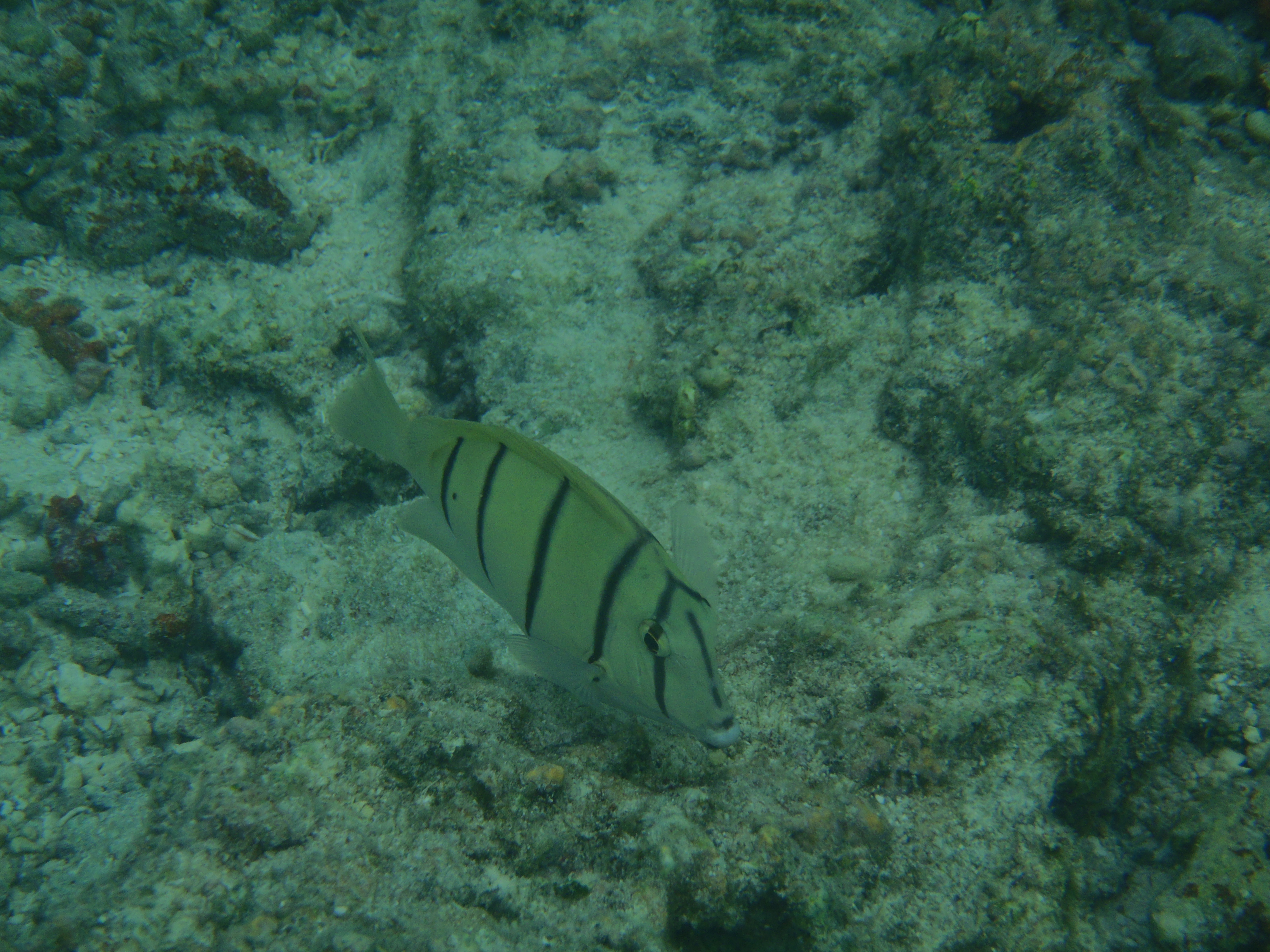 <b>μTOUGH-8010 / 約5.7MB / 4288x3216 / 1/500秒 / F4.8 / 0EV / ISO80 / WB:曇天 / 17.2mm（シーンモード「水中スナップ」）</b>