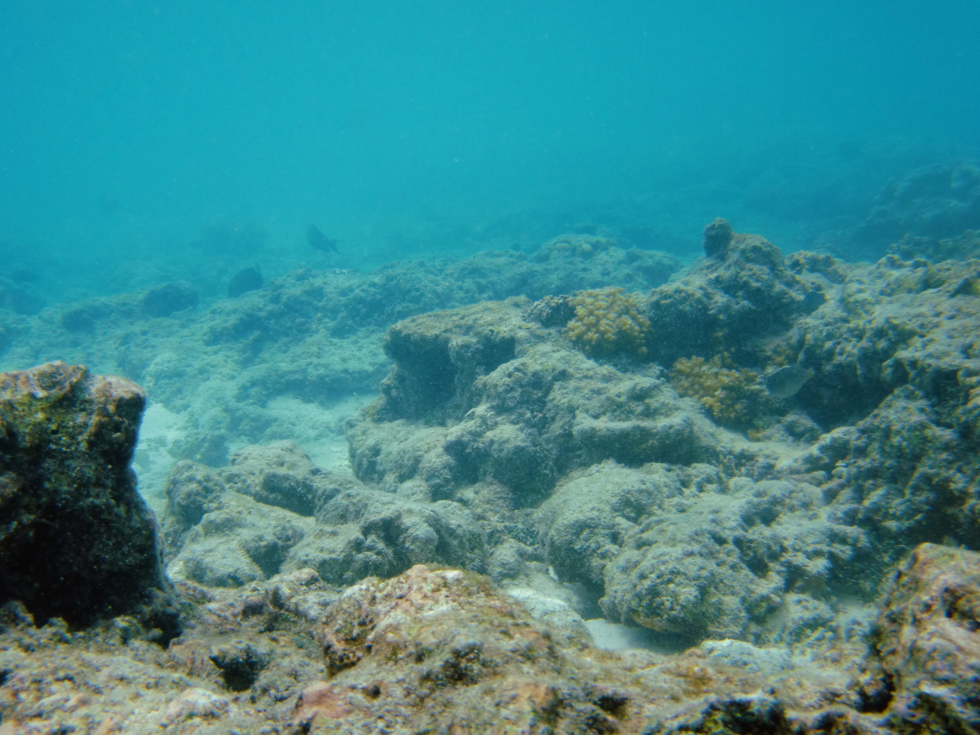 <b>EX-G1 / 約6.7MB / 4,000×3,000 / 1/800秒 / F3.9 / 0EV / ISO64 / WB:太陽光 / 6.7mm（ベストショット「水中」）</b>