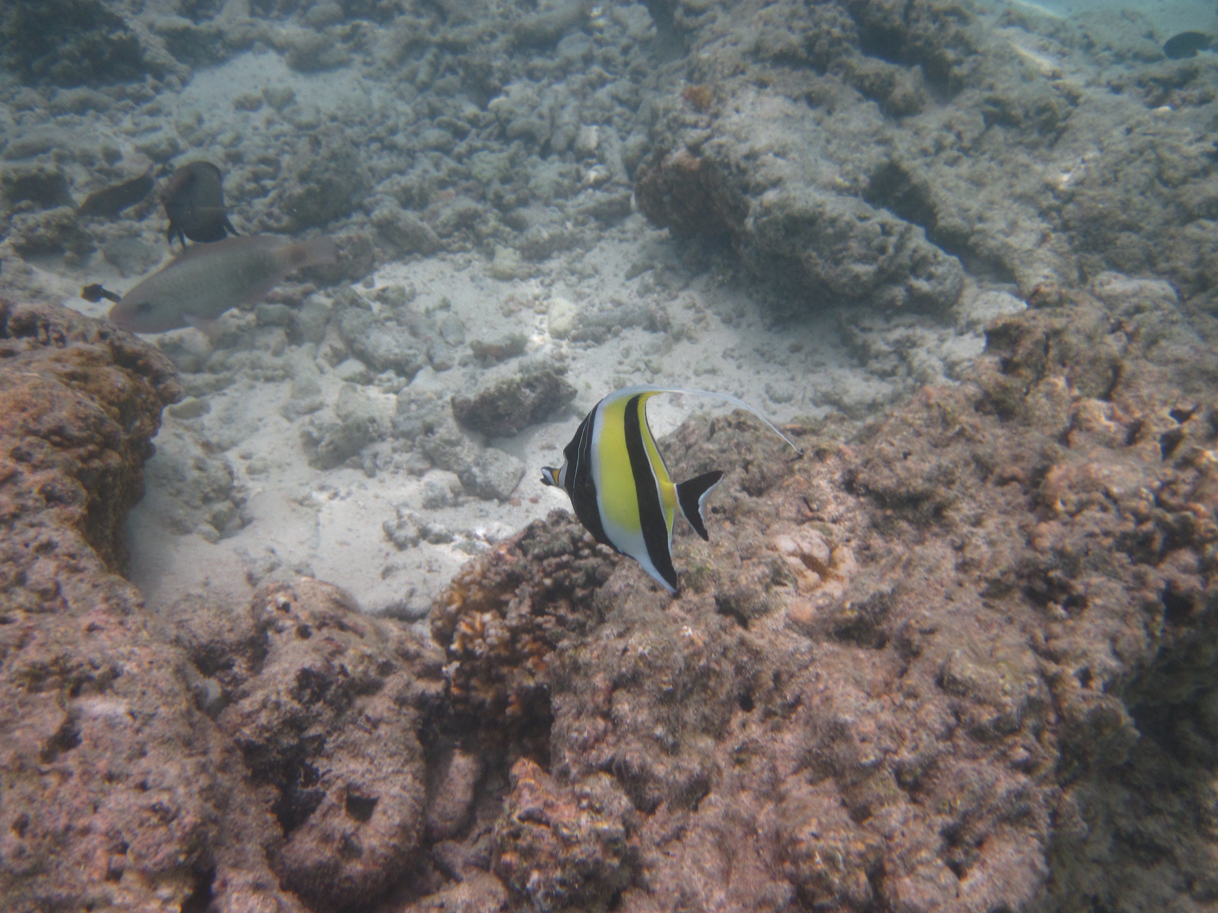 <b>PowerShot D10 / 約2.6MB / 4,000×3,000 / 1/160秒 / F8 / 0EV / ISO80 / WB:オート / 6.2mm（シーンモード「水中」）</b>