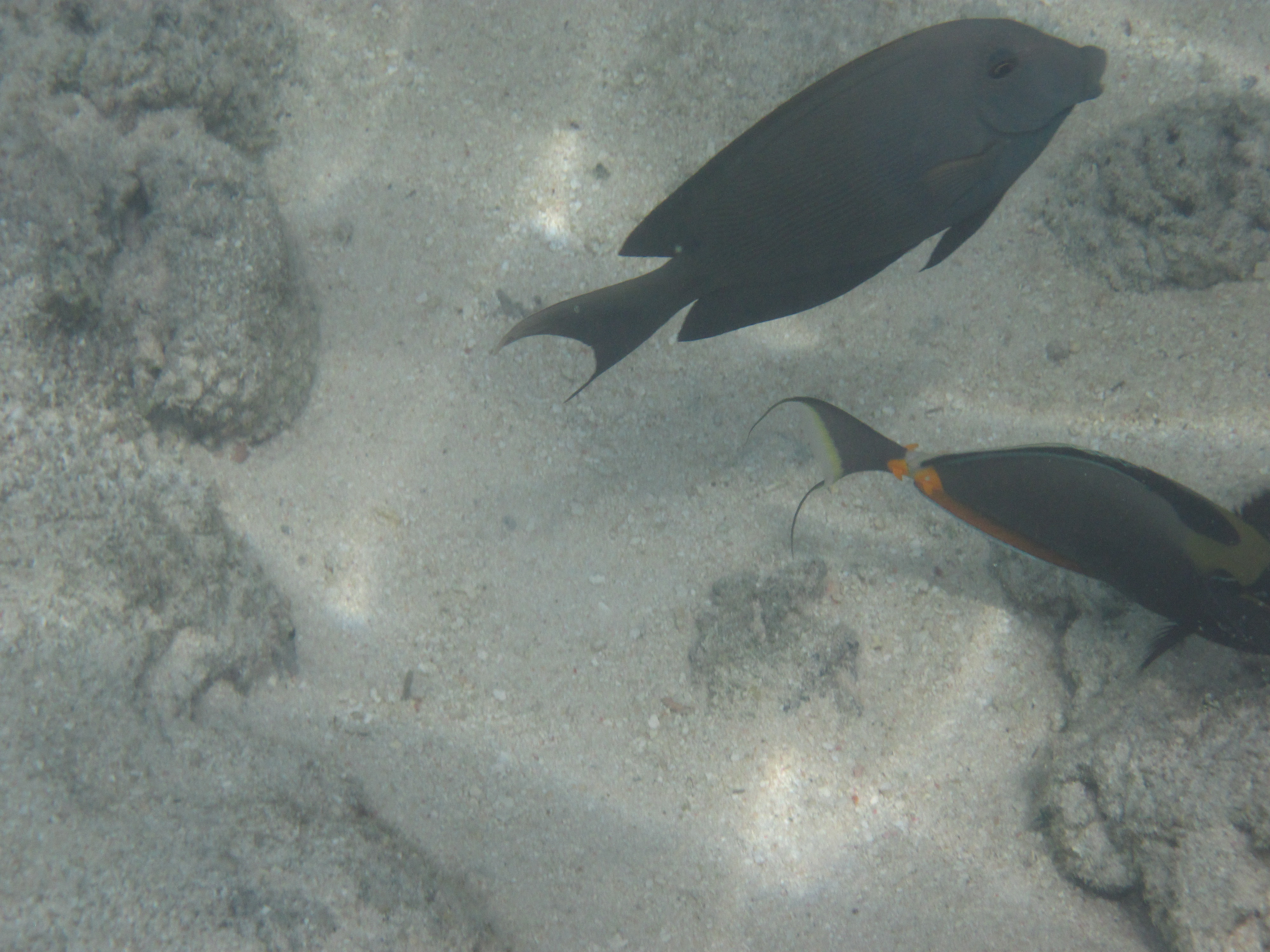 <b>PowerShot D10 / 約2.7MB / 4,000×3,000 / 1/250秒 / F14 / 0EV / ISO125 / WB:オート / 18.6mm（シーンモード「水中」）</b>