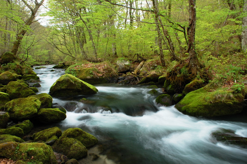<b>石ヶ戸の瀬付近 （画像提供:奥入瀬渓流ホテル）</b>