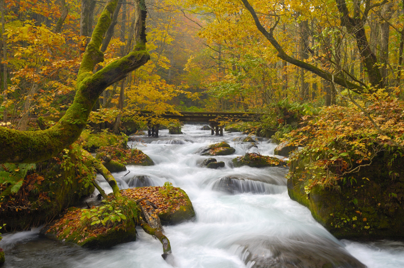 <b>九段の滝の手前 （画像提供：奥入瀬渓流ホテル）</b>
