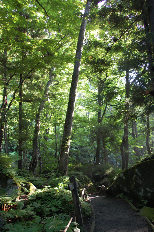 <b>石ヶ戸渓流 （画像提供：奥入瀬渓流ホテル）</b>