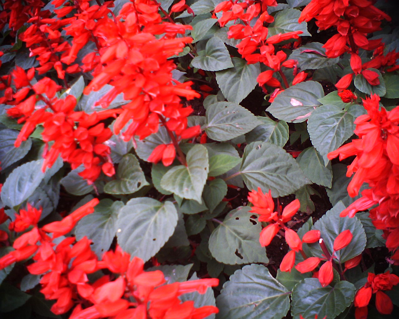 <b>VQ1015R2 / 1,280×1,024 / 1/24秒 / F2.8 / 0EV / ISO60 / オート / WB:オート</b>