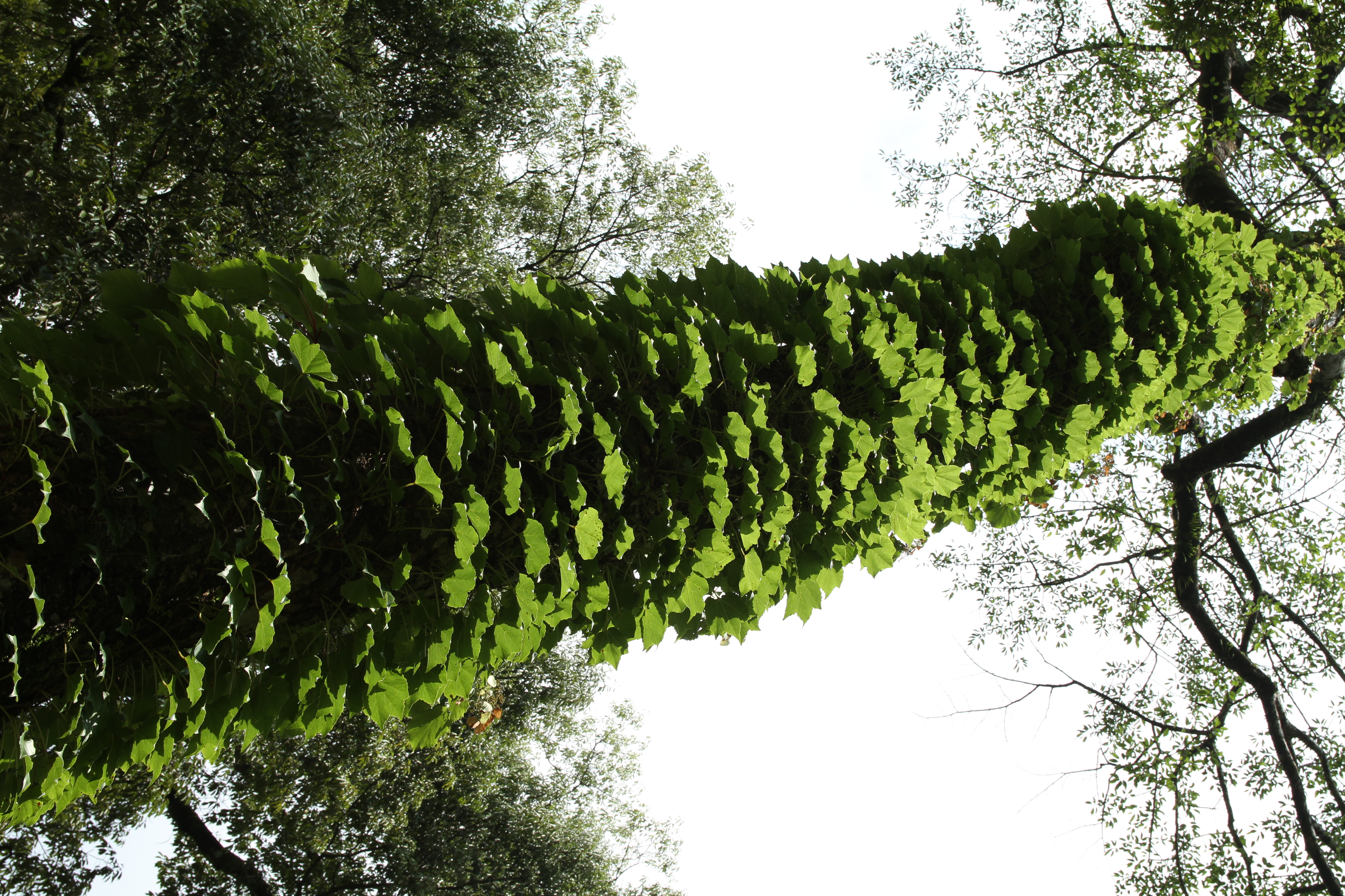 <b>EOS 7D / 17-50mm F2.8 EX DC OS HSM / 約7.6MB / 3456x5184 / 1/160秒 / F8 / -0.7EV / ISO100 / WB:太陽光 / 28mm</b>