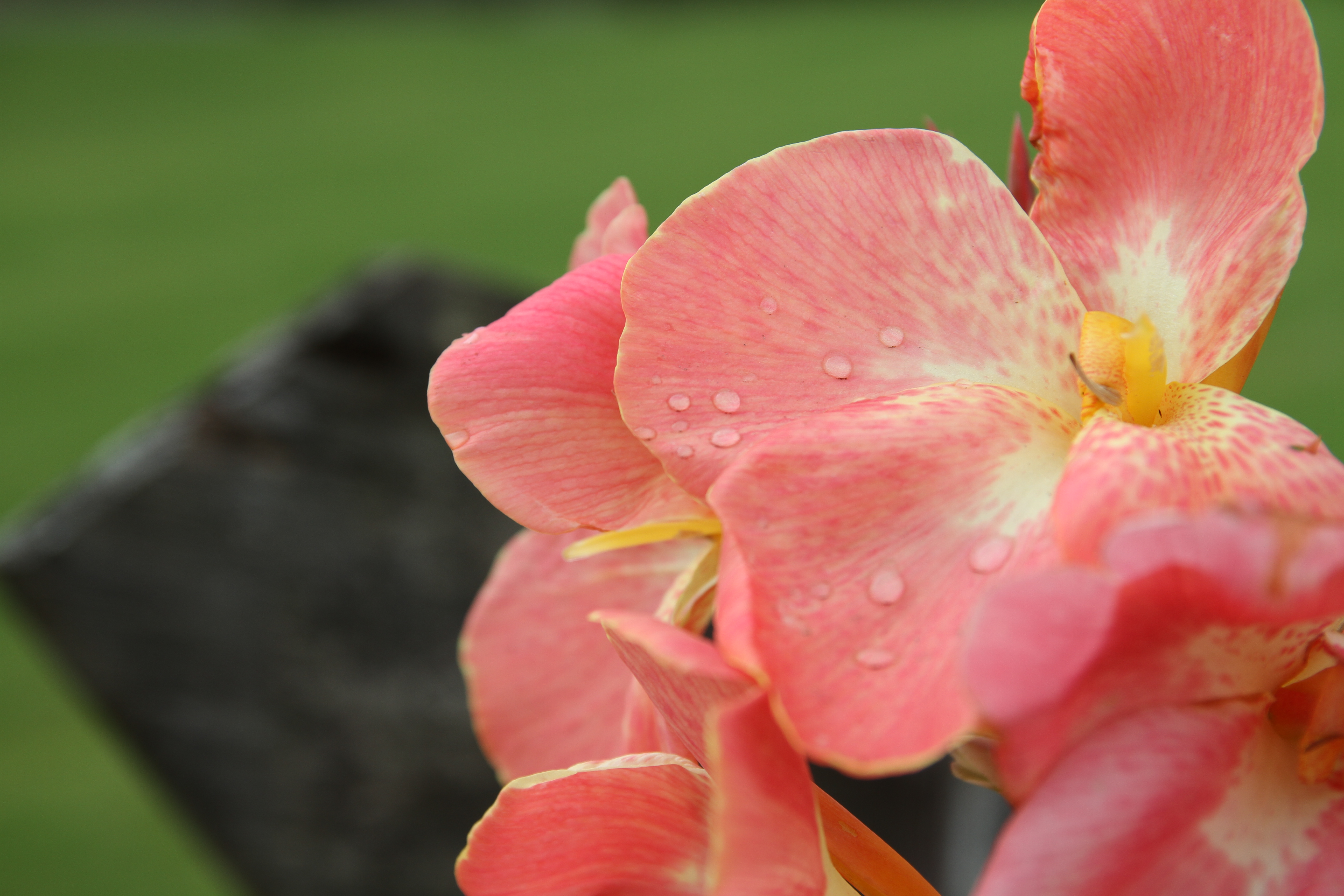 <b>EOS 7D / 17-50mm F2.8 EX DC OS HSM / 約4.8MB / 5,184×3,456 / 1/640秒 / F4 / +1EV / ISO100 / WB:オート / 50mm</b>