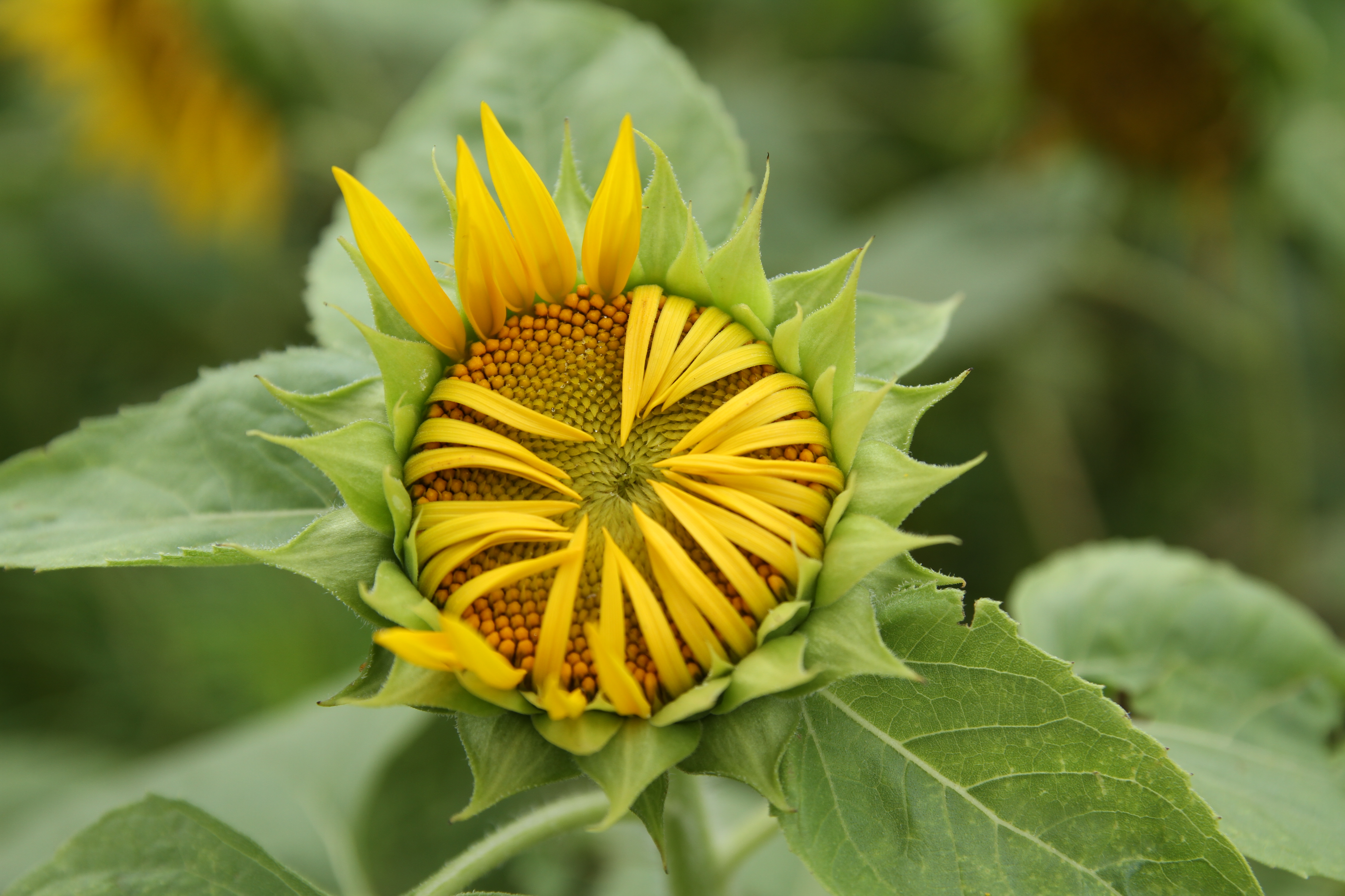 <b>EOS 7D / 17-50mm F2.8 EX DC OS HSM / 約5.3MB / 5,184×3,456 / 1/500秒 / F4 / 0EV / ISO100 / WB:太陽光 / 50mm</b>