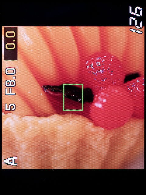 <b>コントラストAFに対応していないレンズだと、AFが面倒くさいのがネック。なので、拡大表示でMFのほうがストレスはずっと少ない</b>