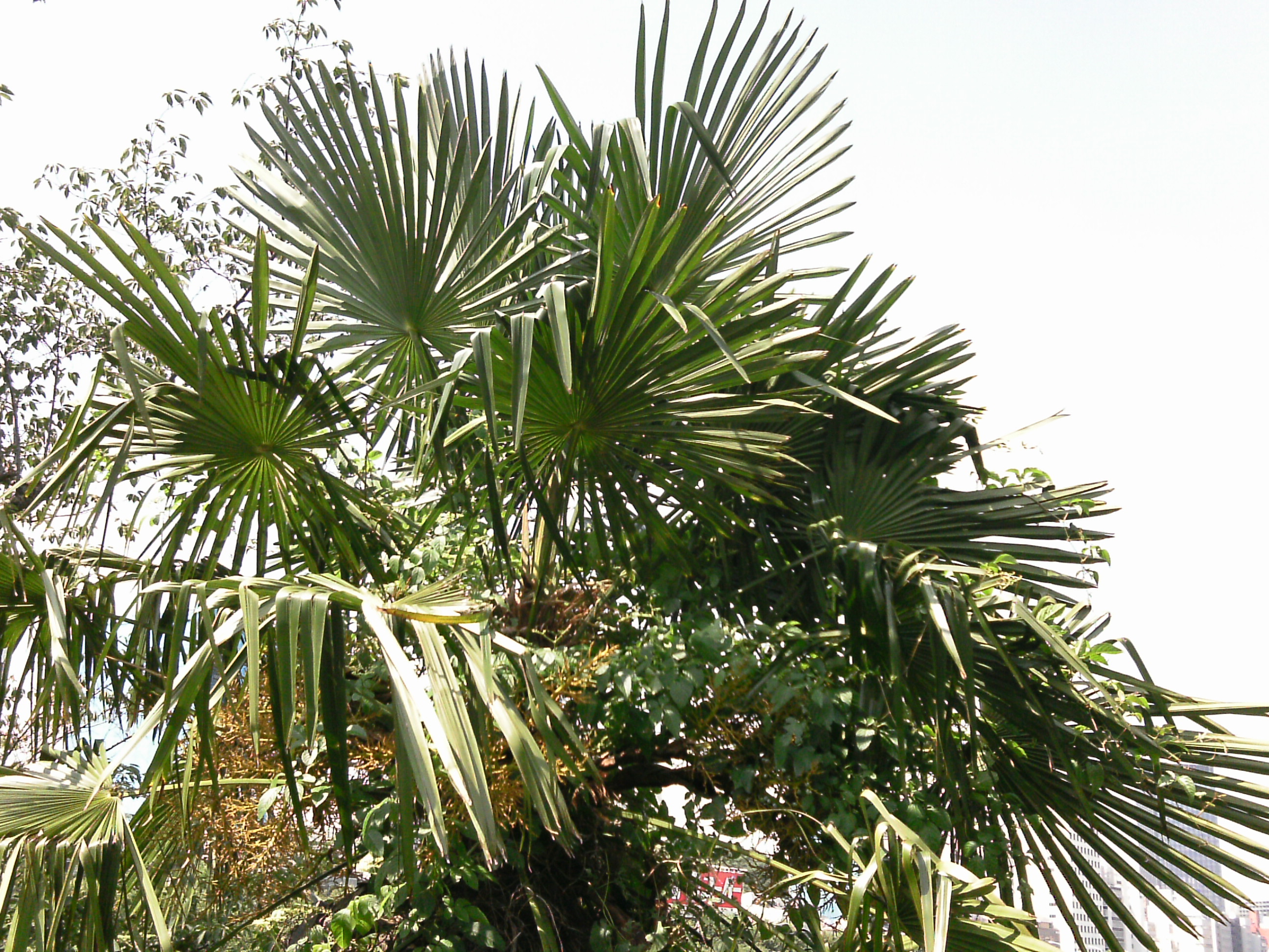 <b>可視光<br>EZ Digital F537IR / 2,592×1,944 / 1/354秒 / F3.2 / 0EV / ISO50 / WB:オート / 5mm</b>