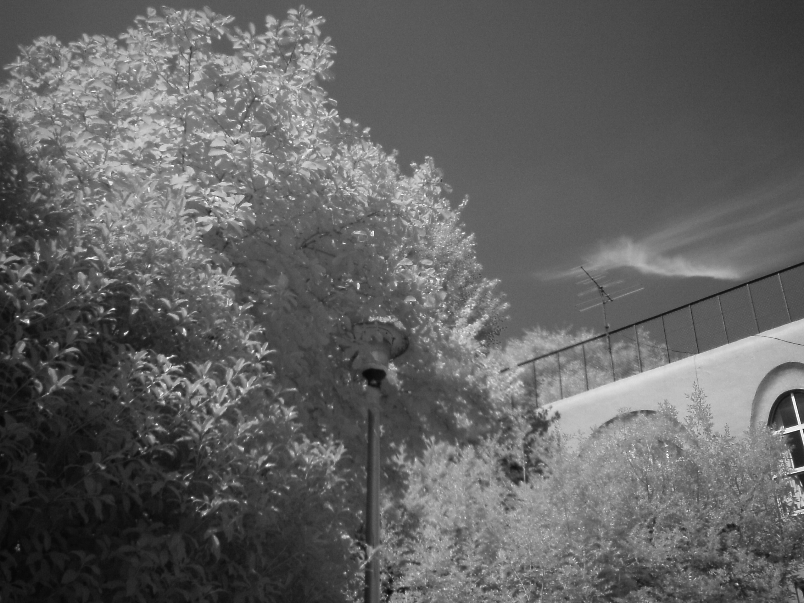 <b>赤外線<br>EZ Digital F537IR / 2,592×1,944 / 1/2,000秒 / F3.2 / 0EV / ISO50 / WB:オート / 5mm</b>