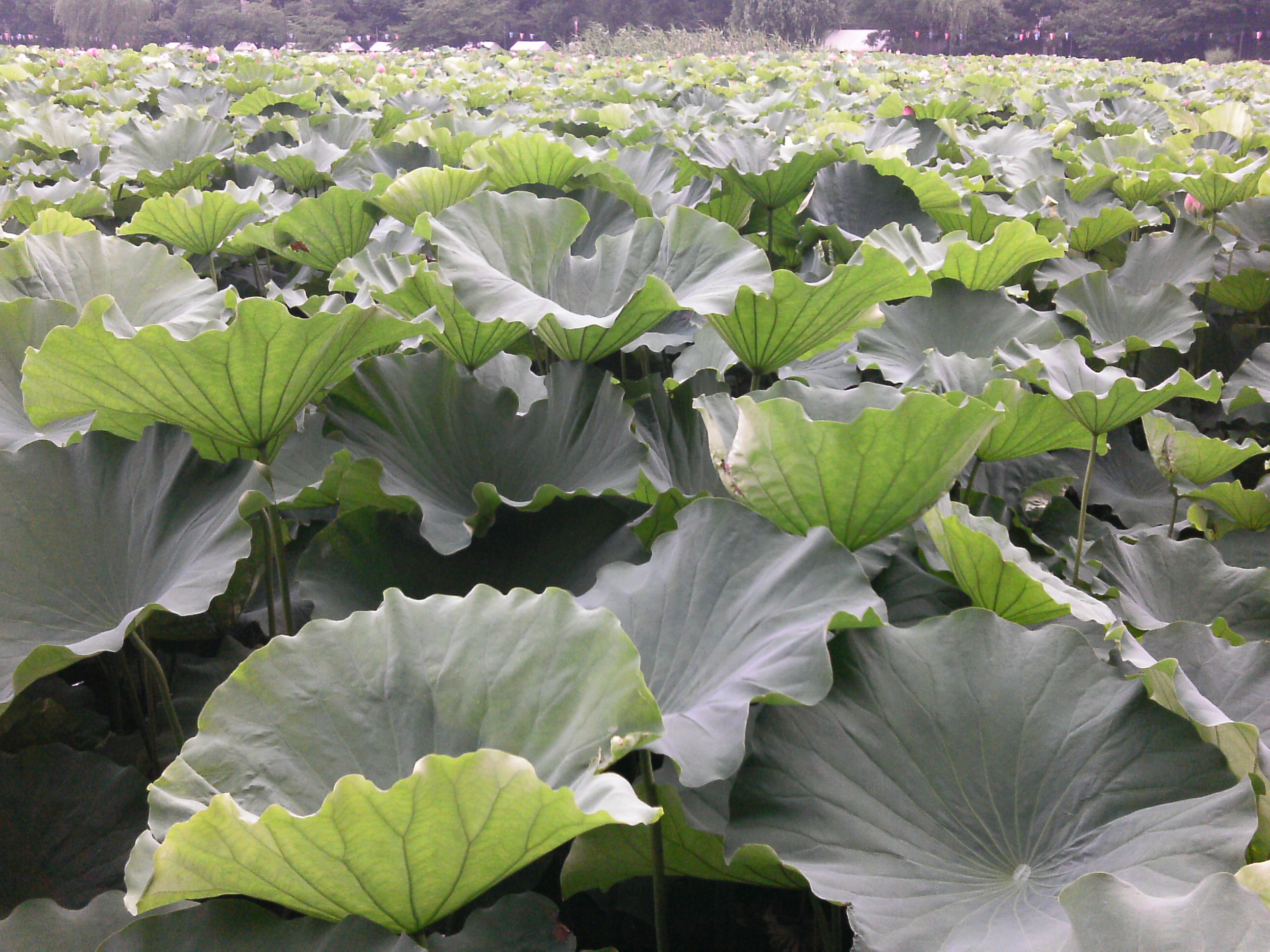 <b>可視光<br>EZ Digital F537IR / 2,592×1,944 / 1/100秒 / F3.2 / 0EV / ISO72 / WB:オート / 5mm</b>