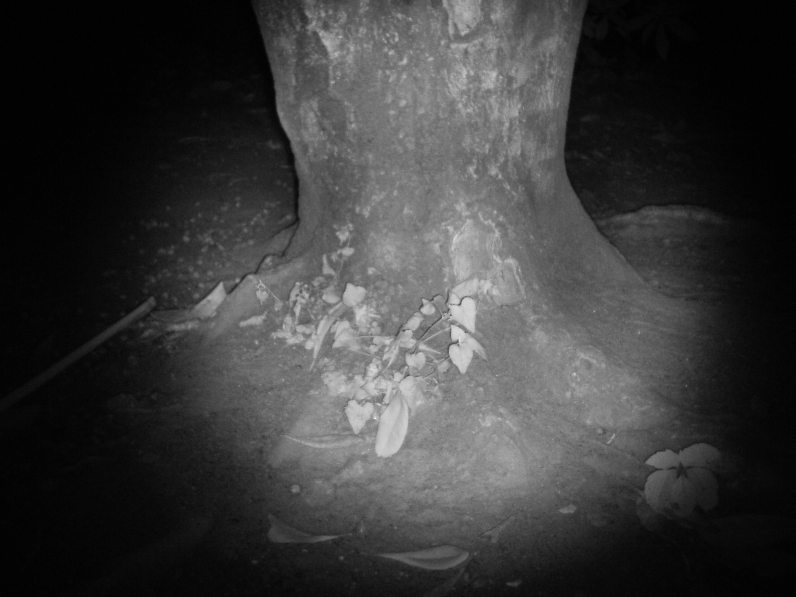 <b>暗闇でも近距離なら赤外線で手持ち撮影が可能<br>EZ Digital F537IR / 2,592×1,944 / 1/50秒 / F3.2 / 0EV / ISO91 / WB:オート / 5mm</b>