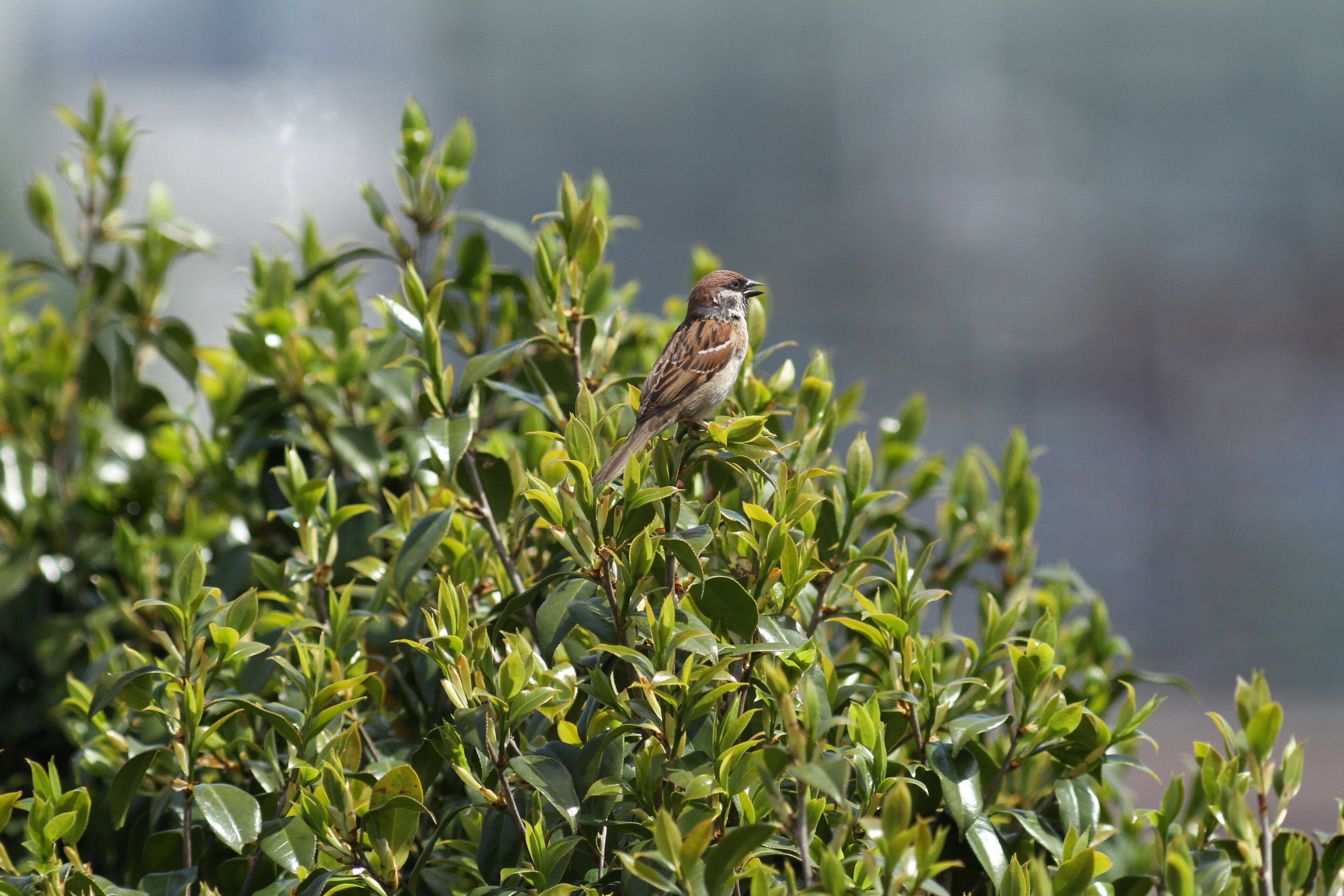 <b>EOS 7D / 5,184×3,456 / 1/1,250秒 / 0EV / ISO400 / マニュアル露出 / WB:太陽光</b>