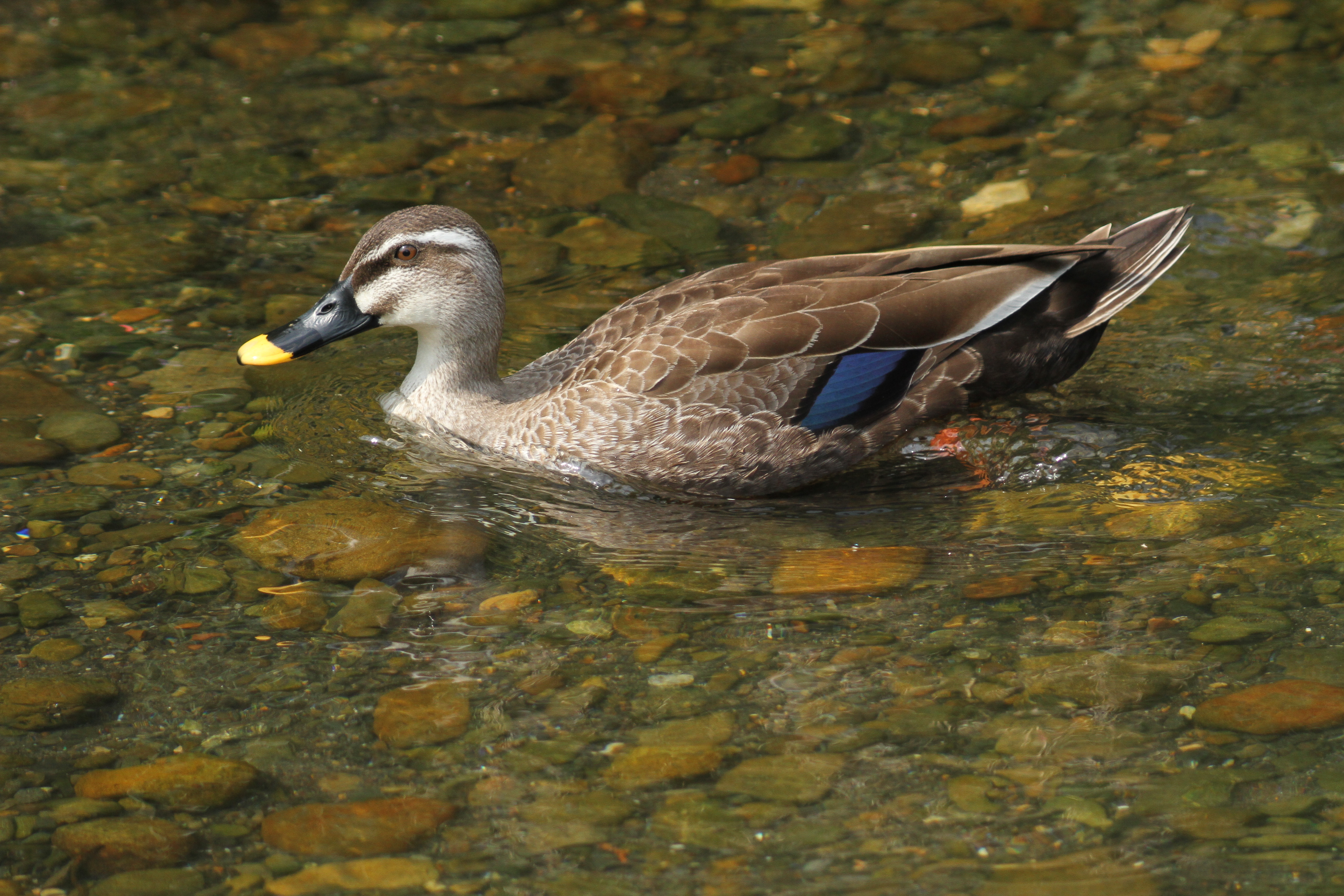 <b>EOS 7D / 5,184×3,456 / 1/1,000秒 / 0EV / ISO500 / マニュアル露出 / WB:太陽光</b>