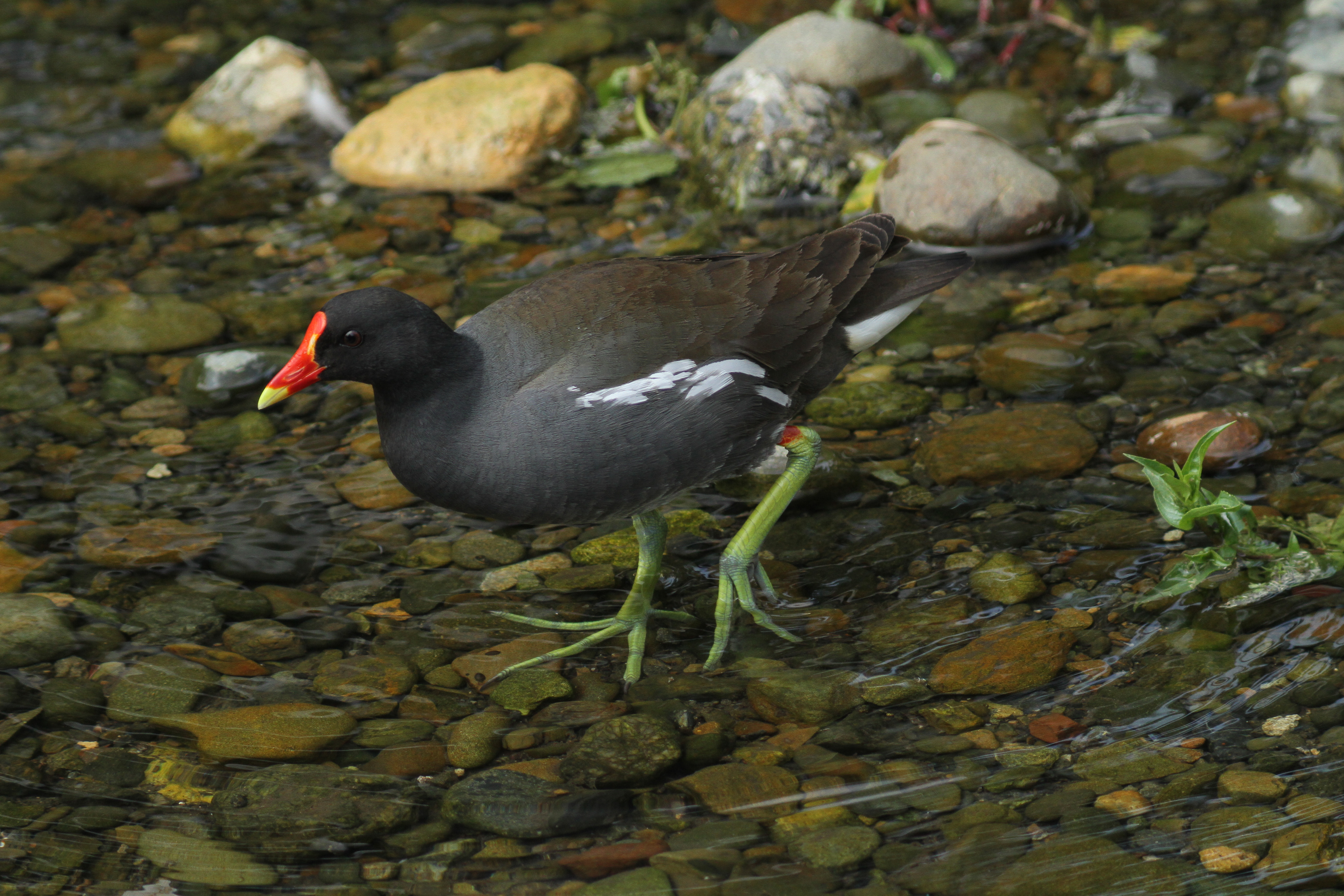 <b>EOS 7D / 5,184×3,456 / 1/1,000秒 / 0EV / ISO500 / マニュアル露出 / WB:太陽光</b>