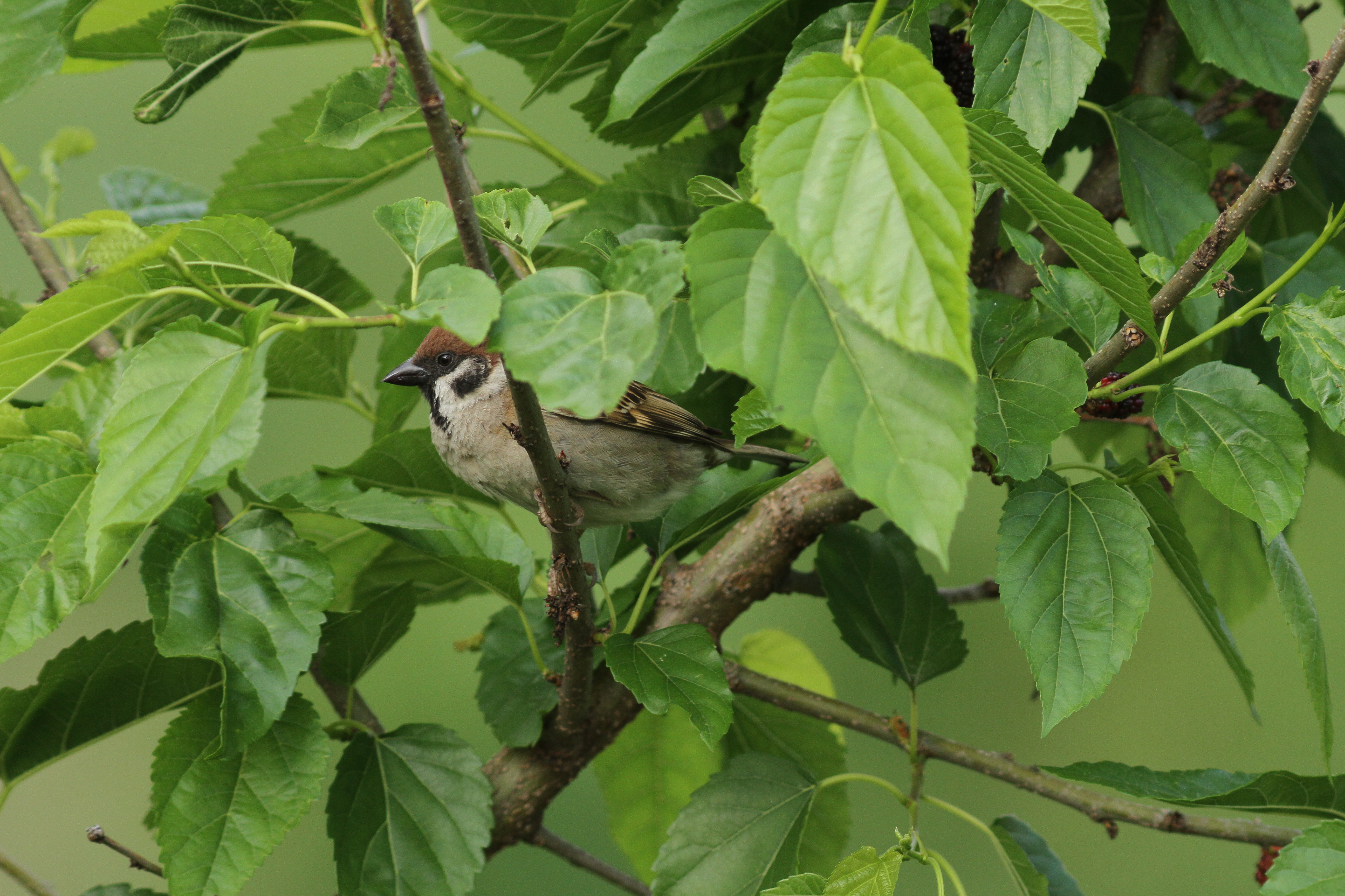 <b>EOS 7D / 5,184×3,456 / 1/640秒 / 0EV / ISO500 / マニュアル露出 / WB:5,000K</b>