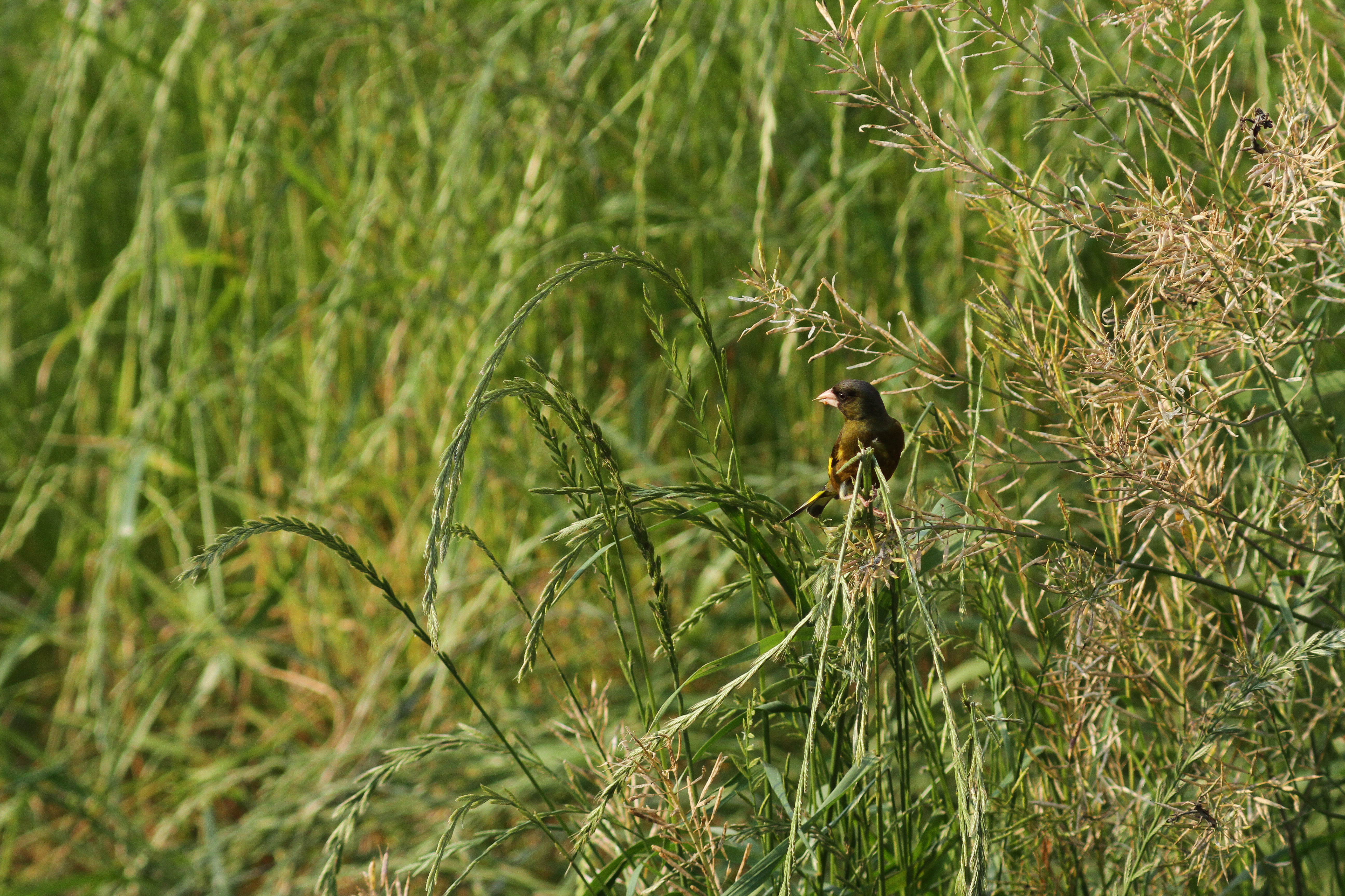 <b>EOS 7D / 5,184×3,456 / 1/1,000秒 / 0EV / ISO500 / マニュアル露出 / WB:5,000K</b>