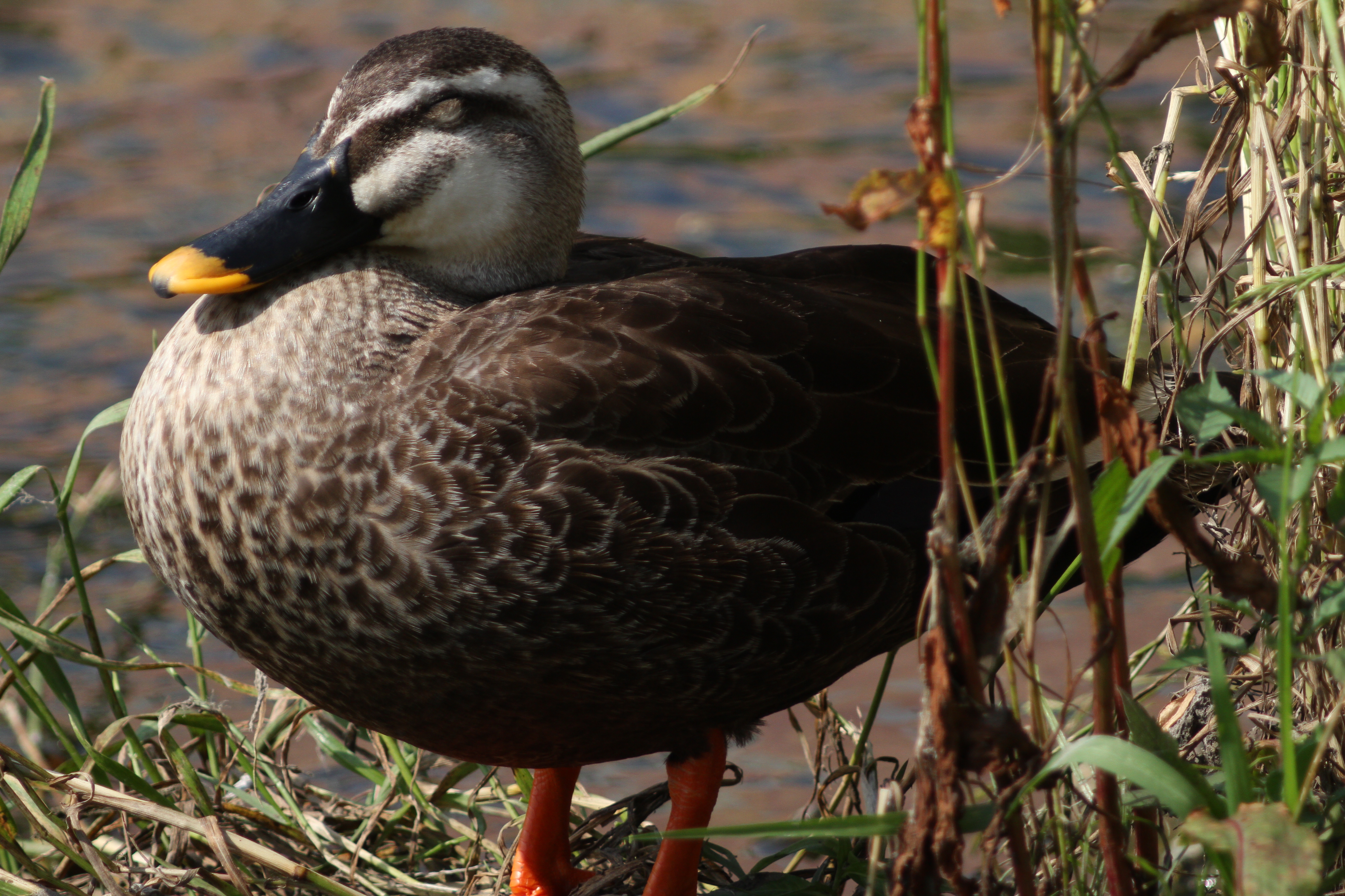 <b>対物絞り無し<br>EOS 7D / 5,184×3,456 / 1/800秒 / 0EV / ISO400 / マニュアル露出 / WB:太陽光</b>