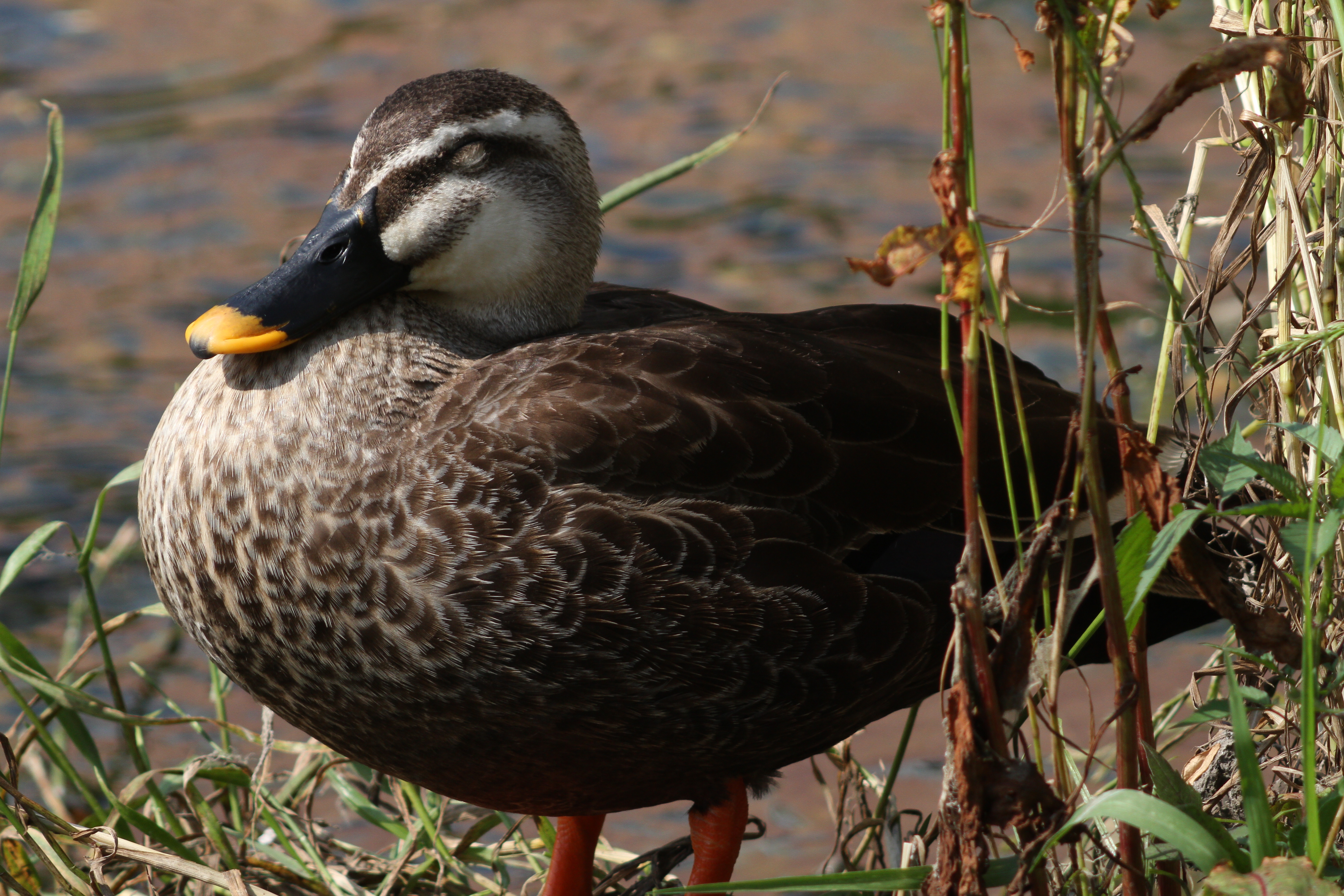 <b>対物絞り有り<br>EOS 7D / 5,184×3,456 / 1/500秒 / 0EV / ISO400 / マニュアル露出 / WB:太陽光</b>