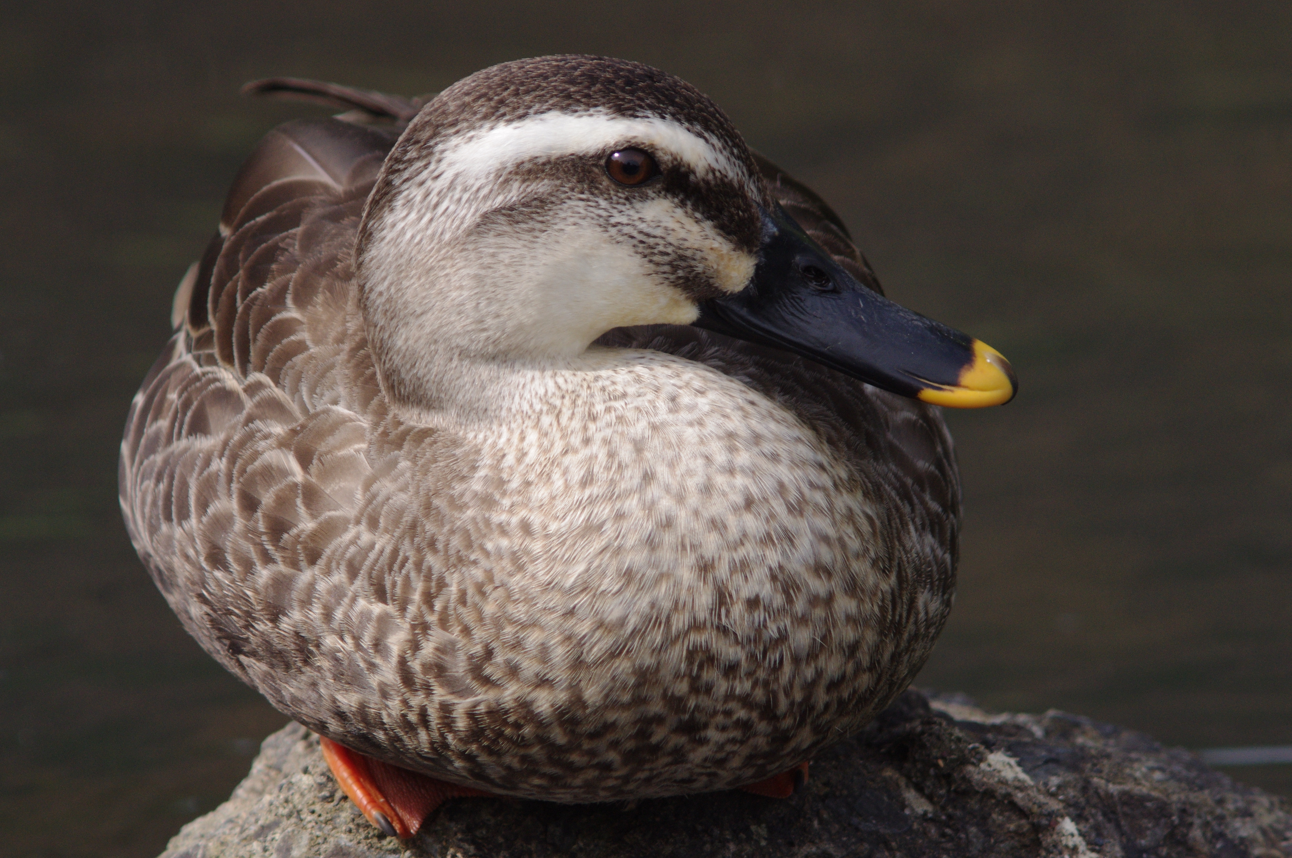 <b>K-x / 4,288×2,848 / 1/800秒 / F4.5 / 0EV / ISO800 / 絞り優先AE / WB:太陽光</b>