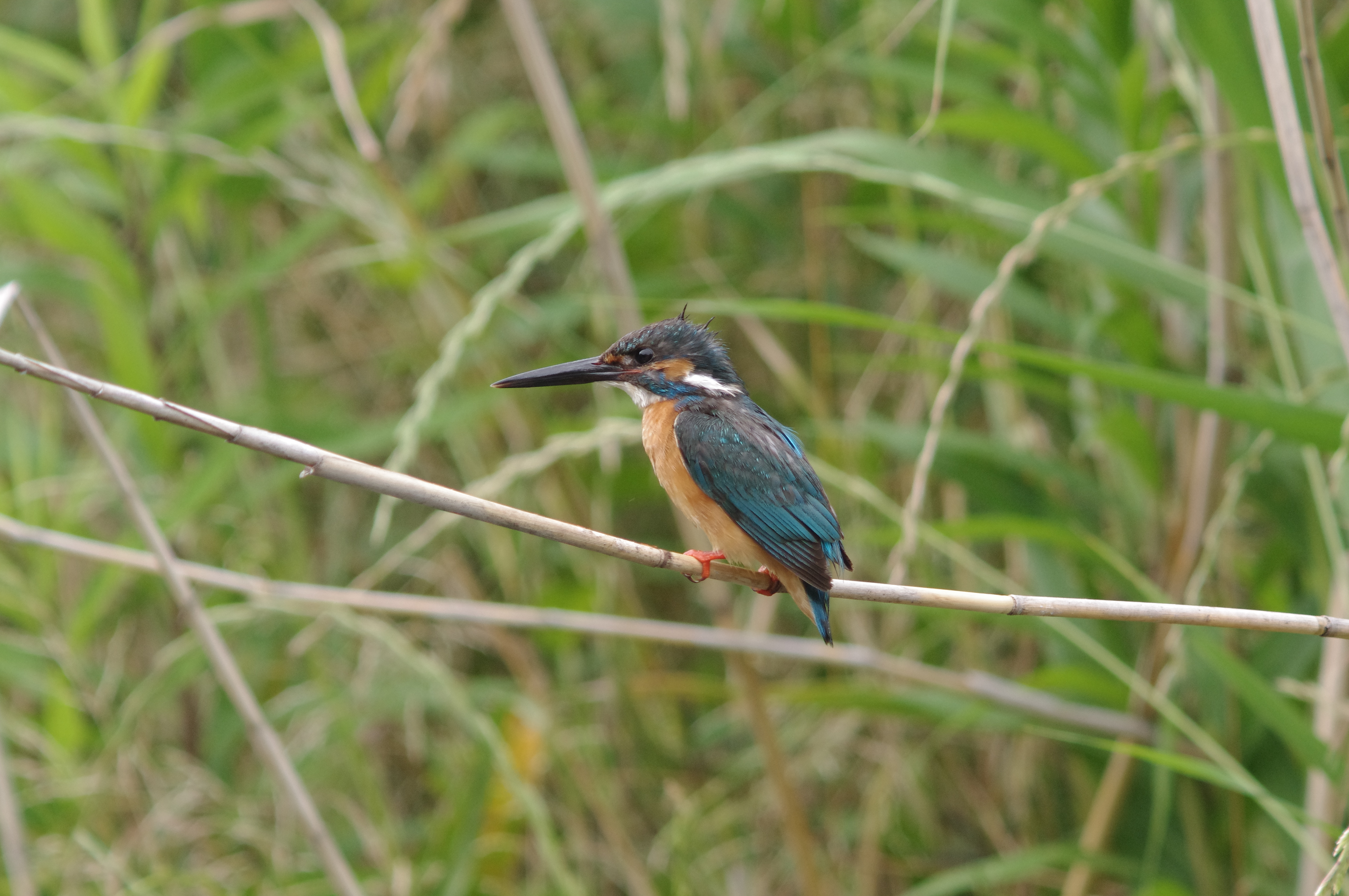 <b>K-x / 4,288×2,848 / 1/250秒 / 0EV / ISO1000 / マニュアル露出 / WB:太陽光</b>