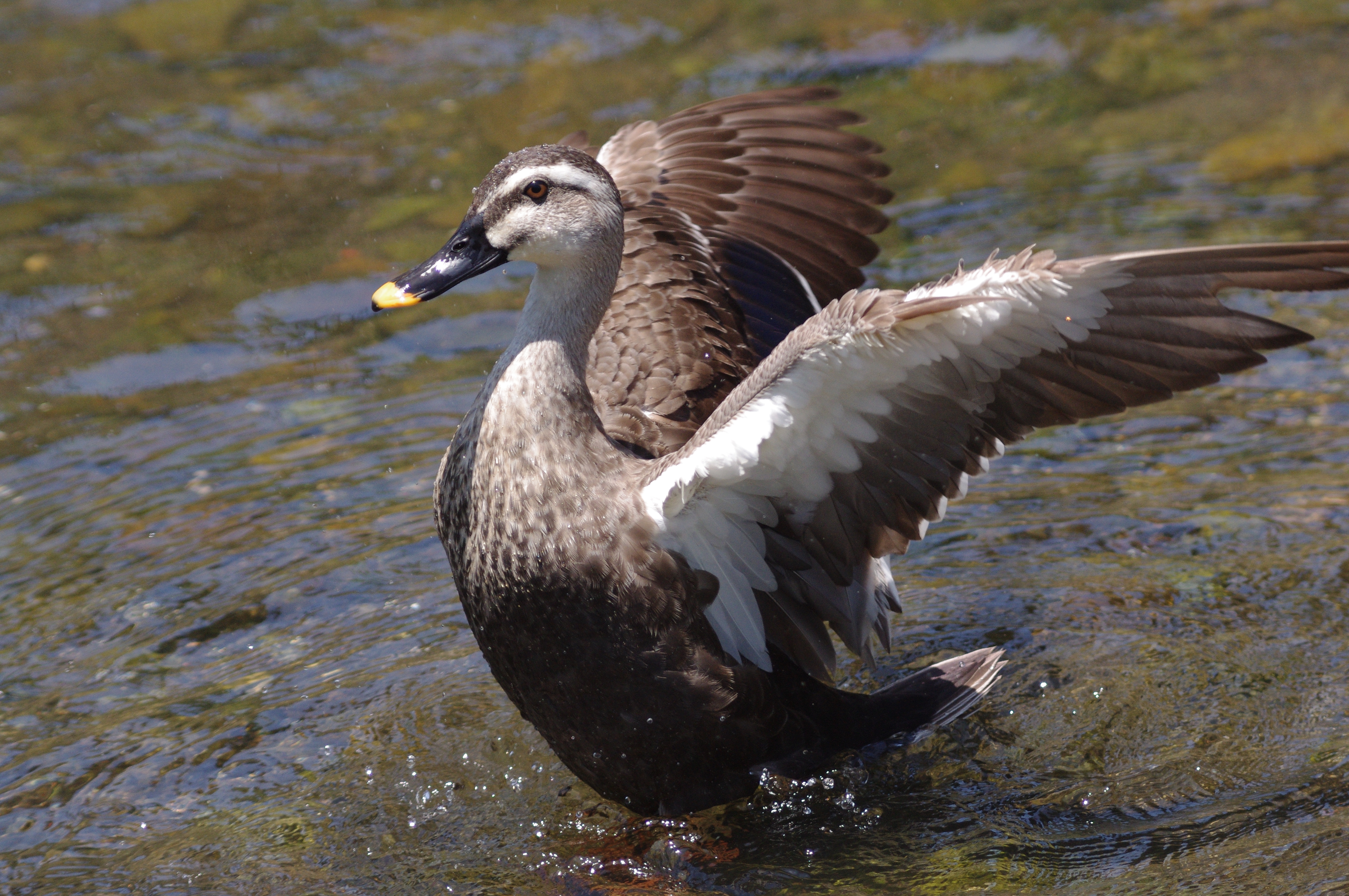 <b>K-x / 4,288×2,848 / 1/1,600秒 / -0.7EV / ISO800 / 絞り優先AE / WB:太陽光</b>