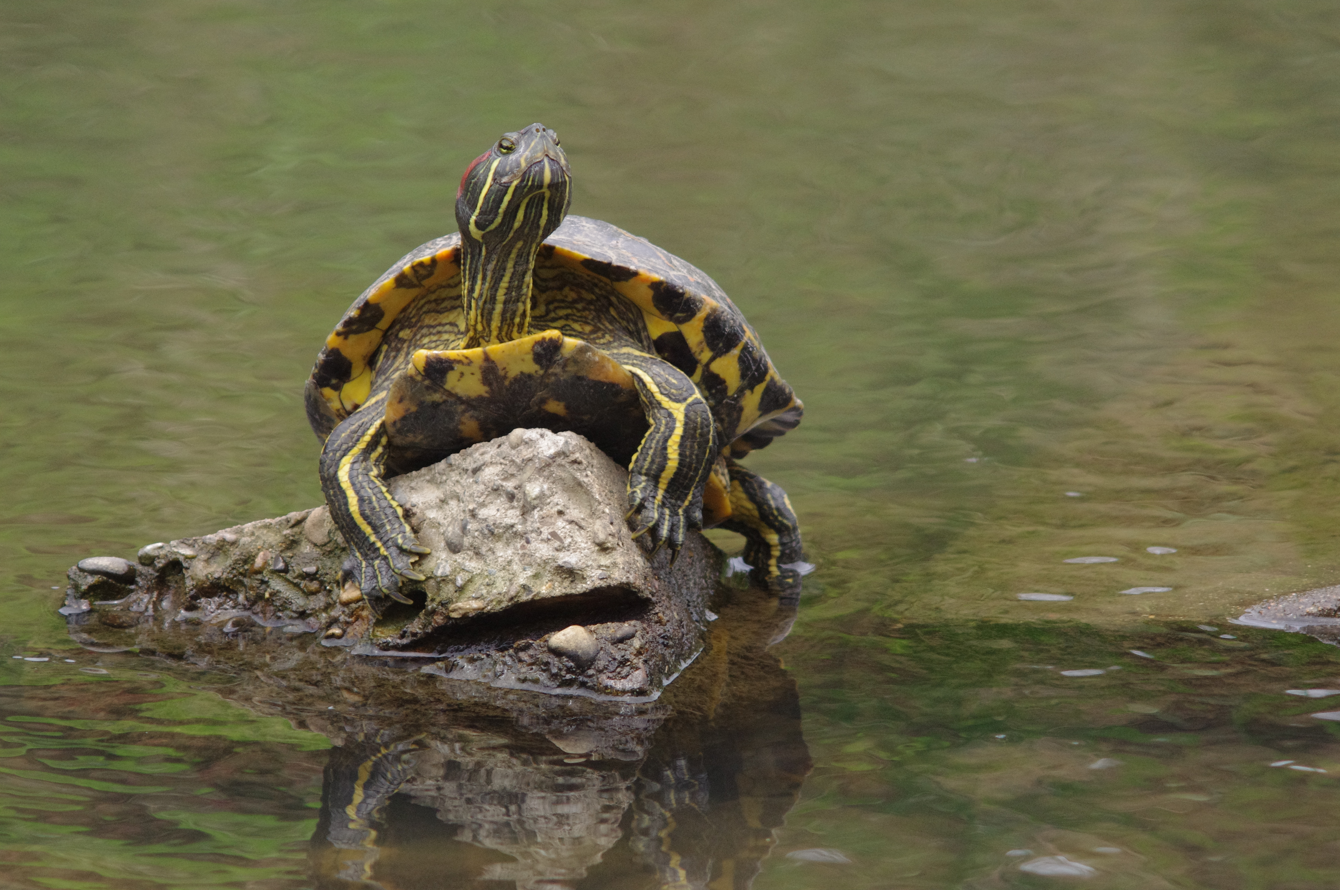 <b>K-x / 4,288×2,848 / 1/800秒 / F8 / -0.3EV / ISO1000 / 絞り優先AE / WB:太陽光</b>